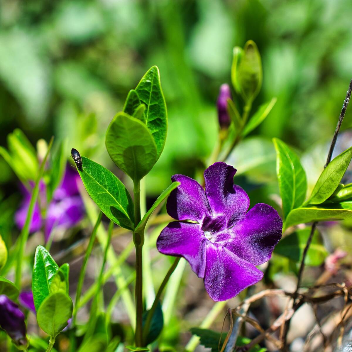 Kleines Immergrün 'Atropurpurea'
