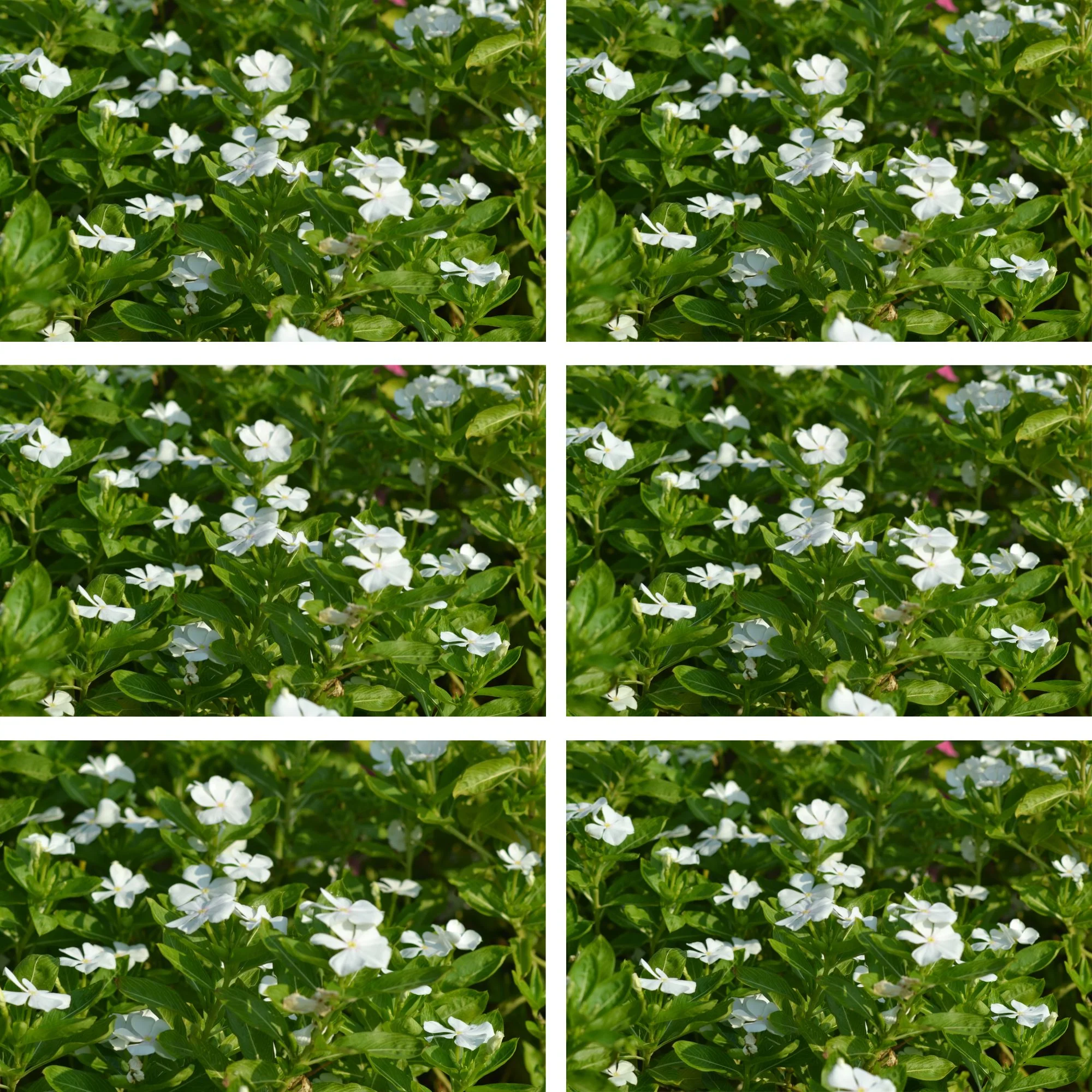 Kleines Immergrün 'Gertrud Jeckell', 12 Pflanzen - Image 2
