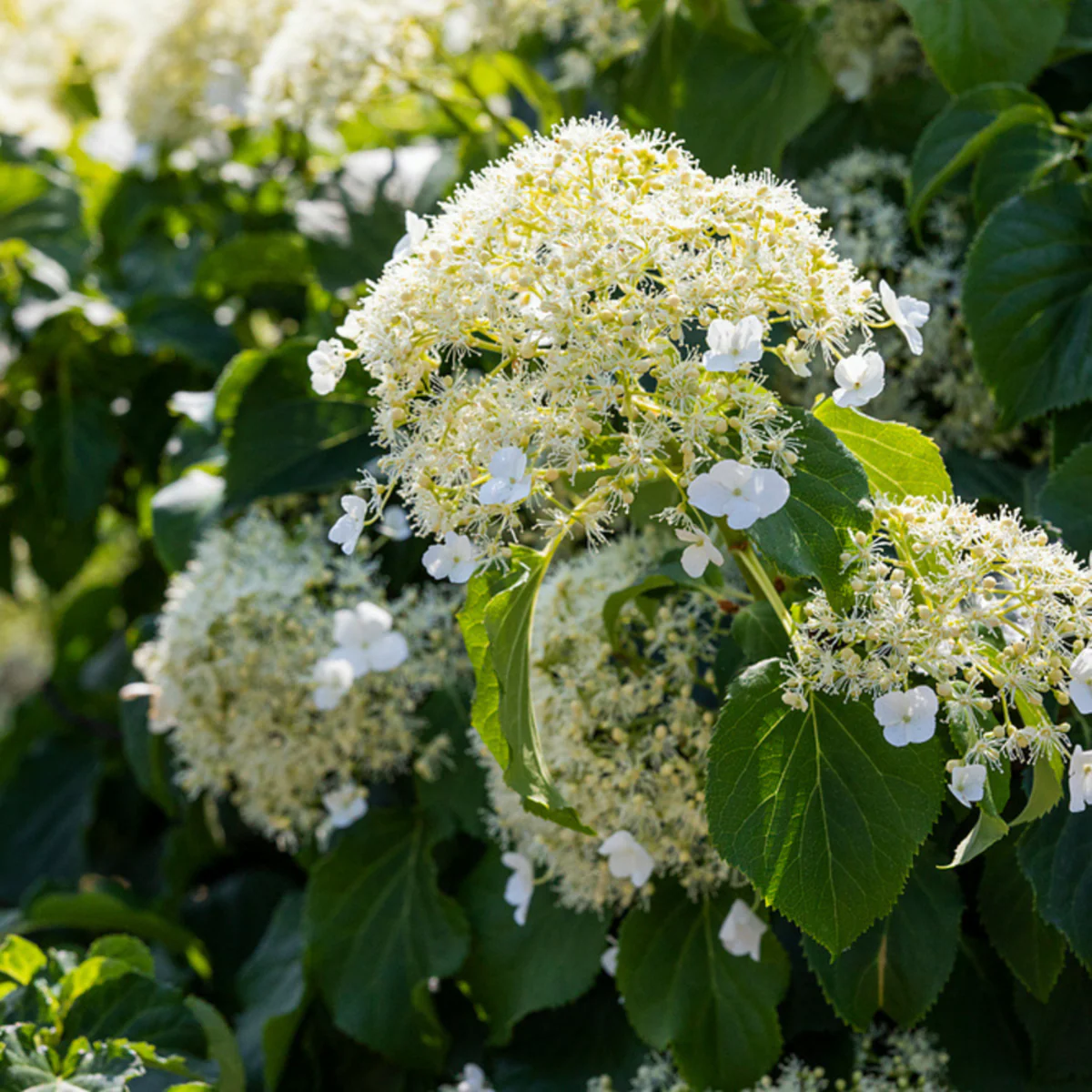 Kletterhortensie - Image 3