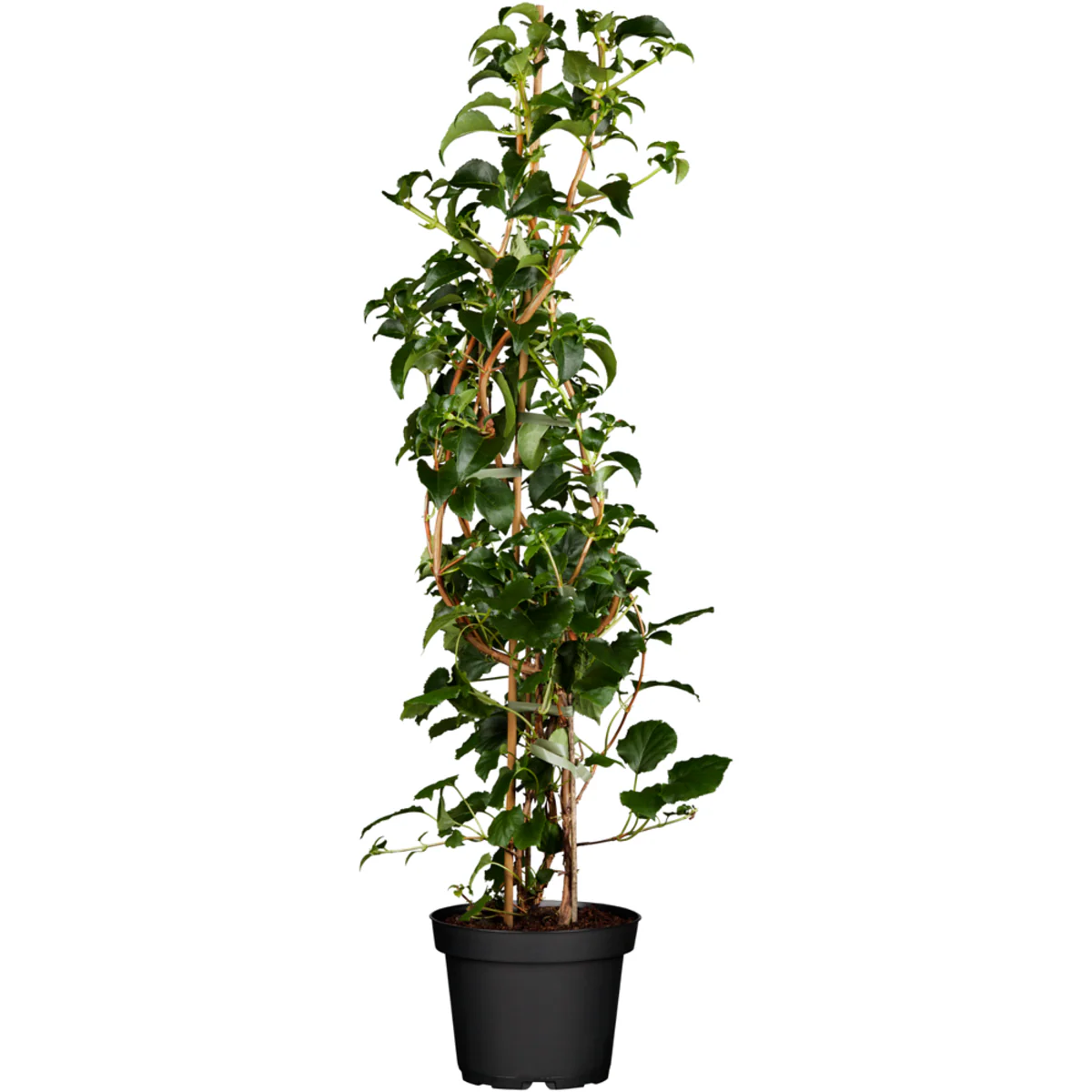 Kletterhortensie - Image 4