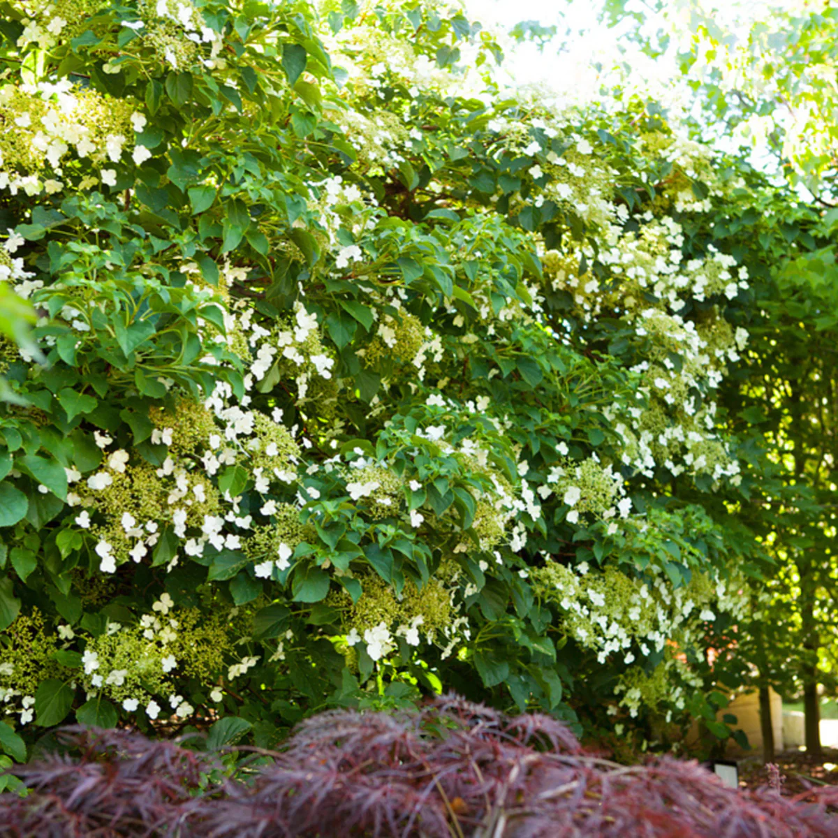 Kletterhortensie - Image 5