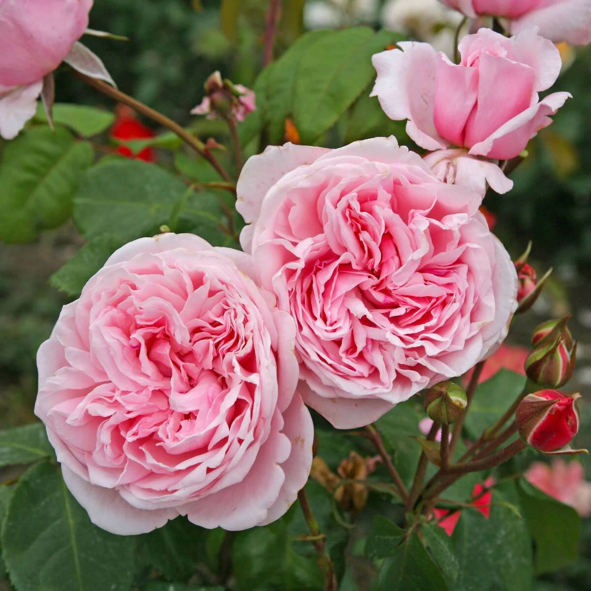 Kletterrose 'Kiss me Kate®'