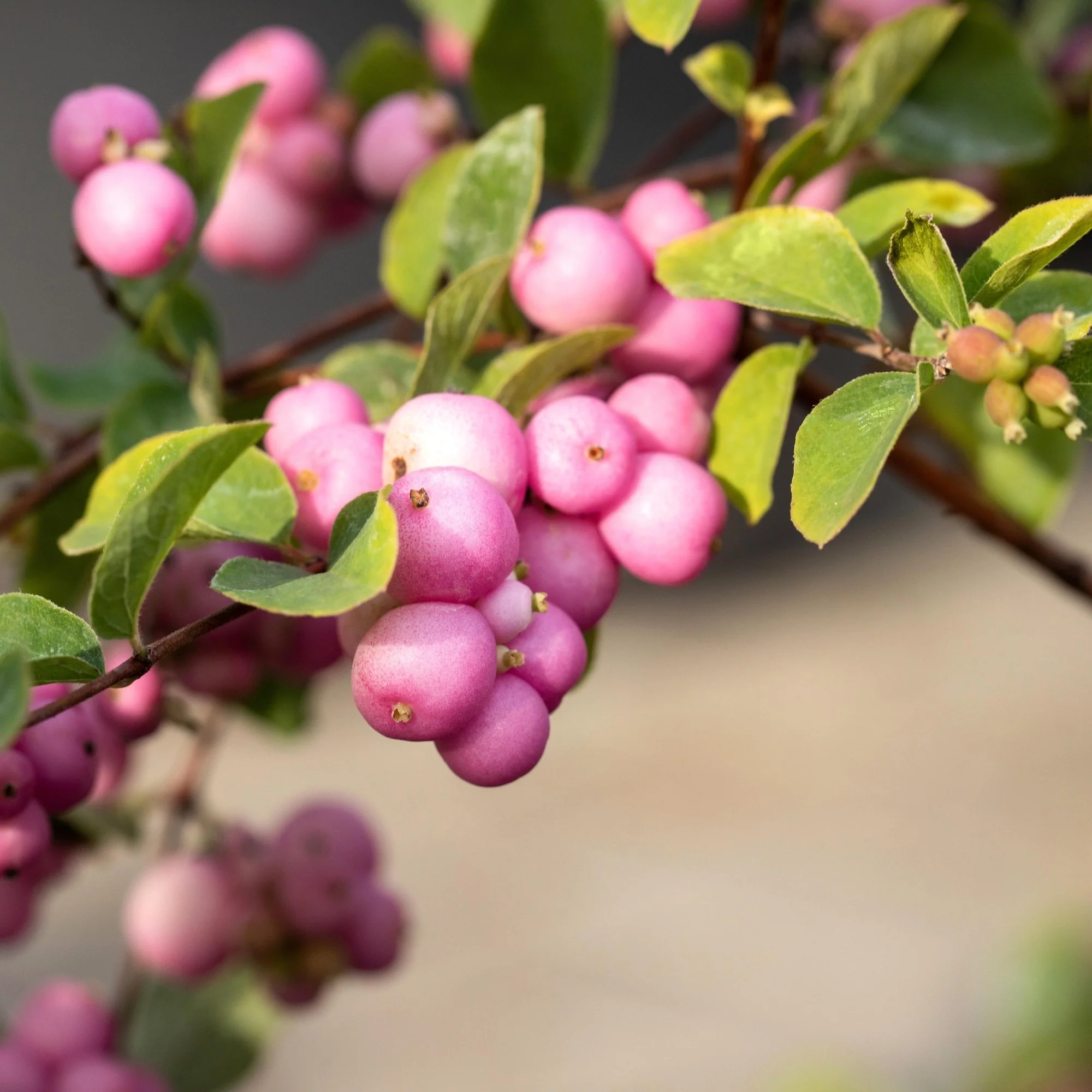 Knallerbsenstrauch 'Amethyst®'