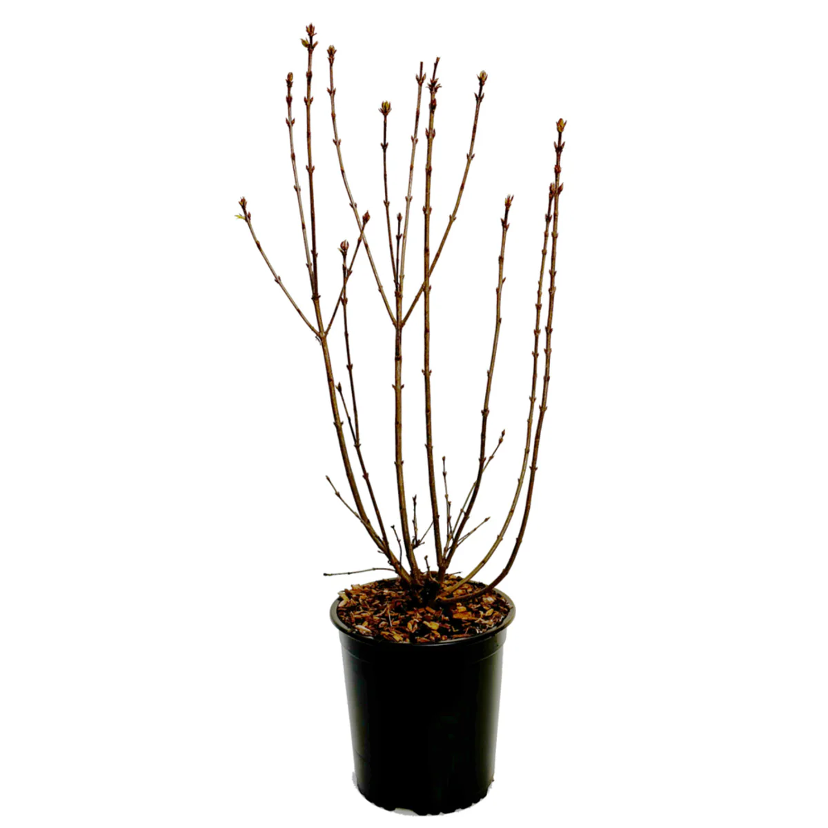 Königsflieder 'Saugeana' - Image 3