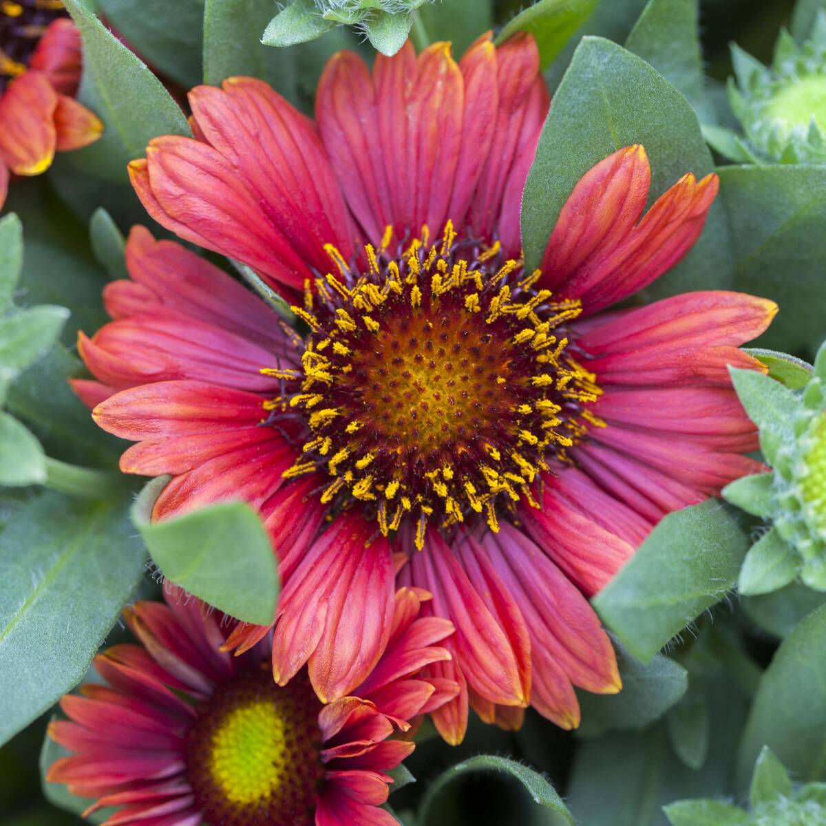 Kokardenblume - Image 4