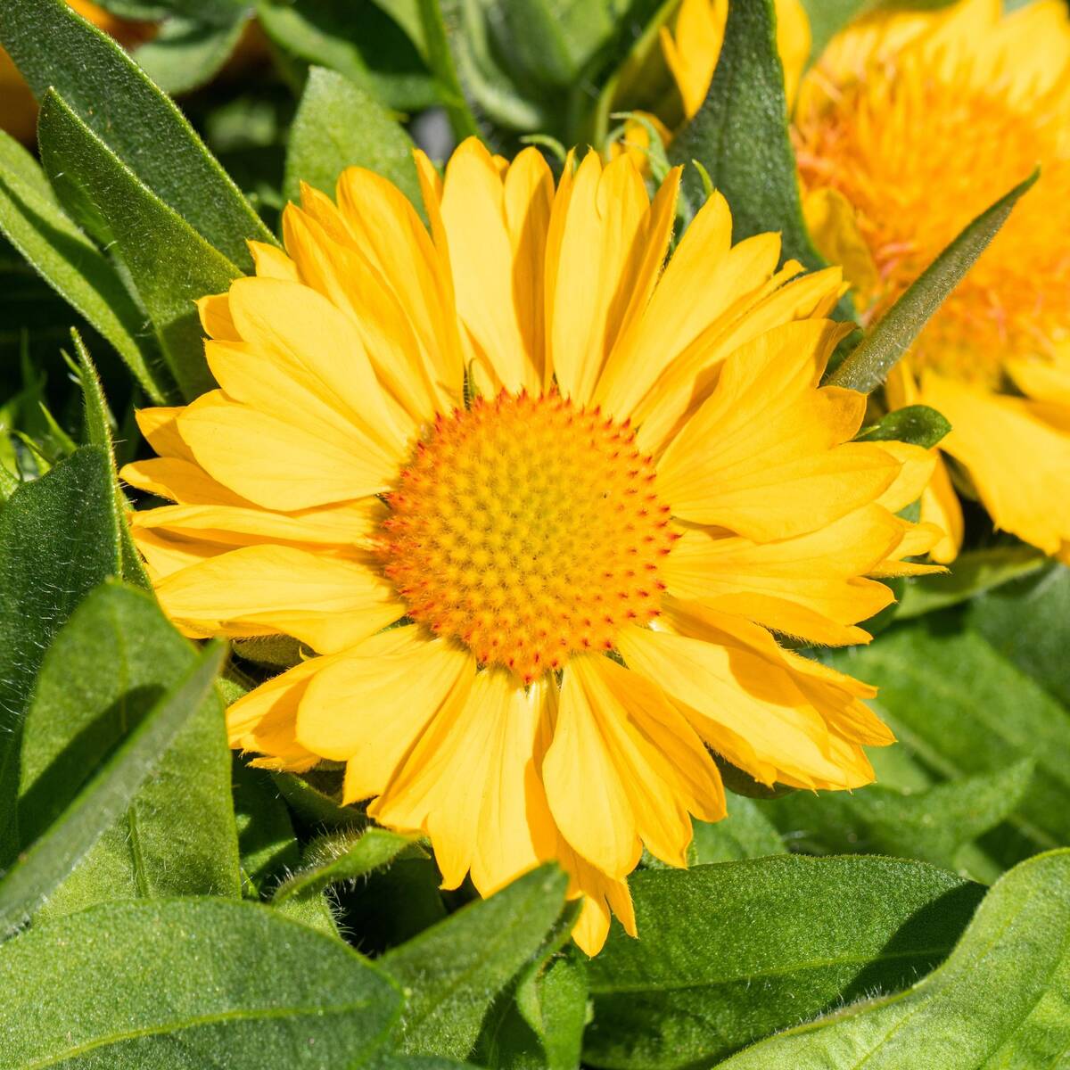 Kokardenblume - Image 5