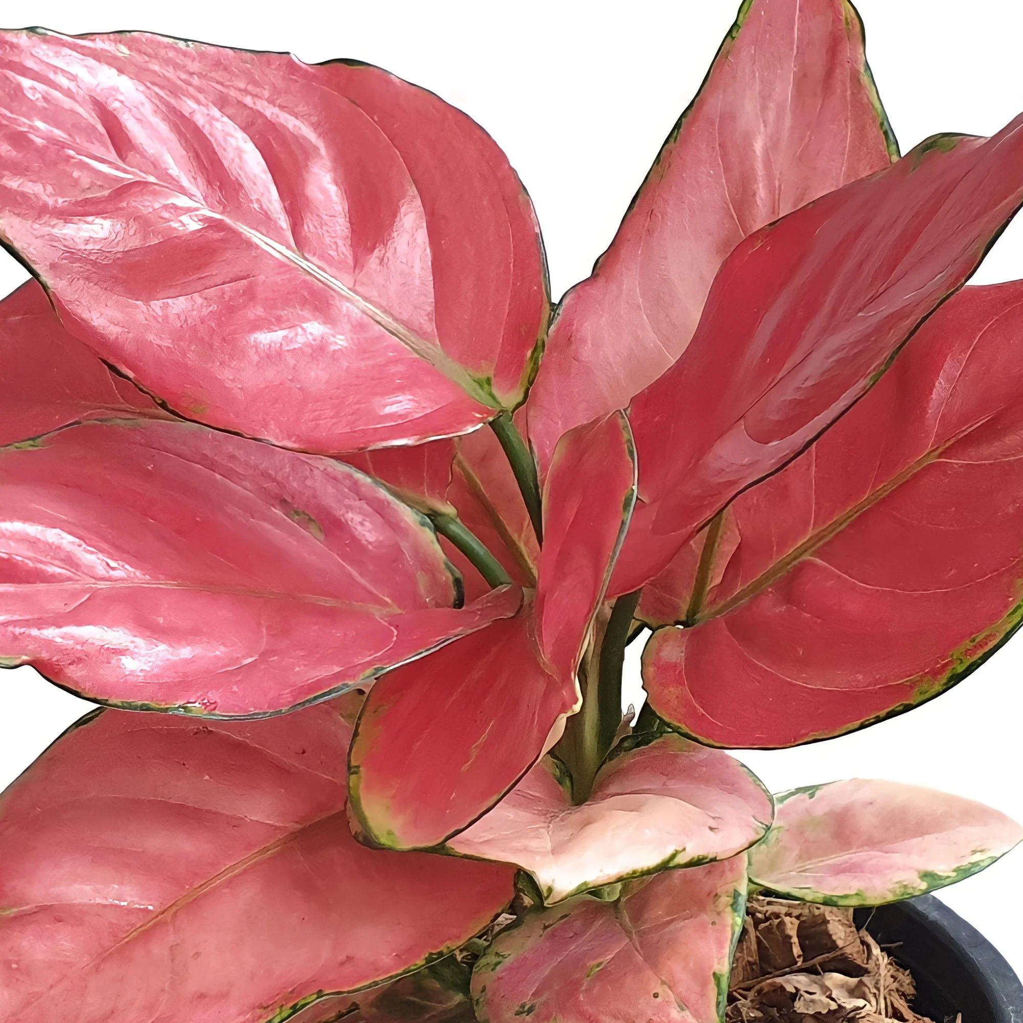 Kolbenfaden 'Pink Star'