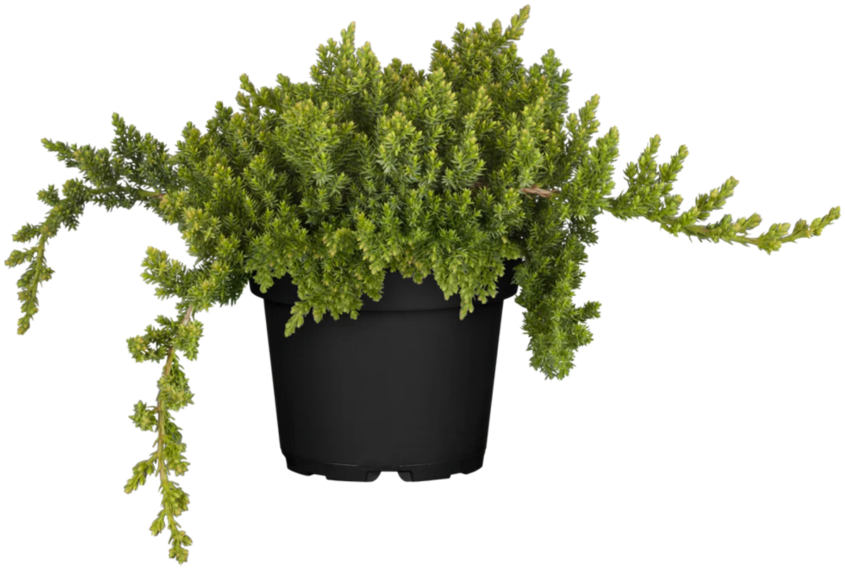 Kriechwachholder 'Nana'