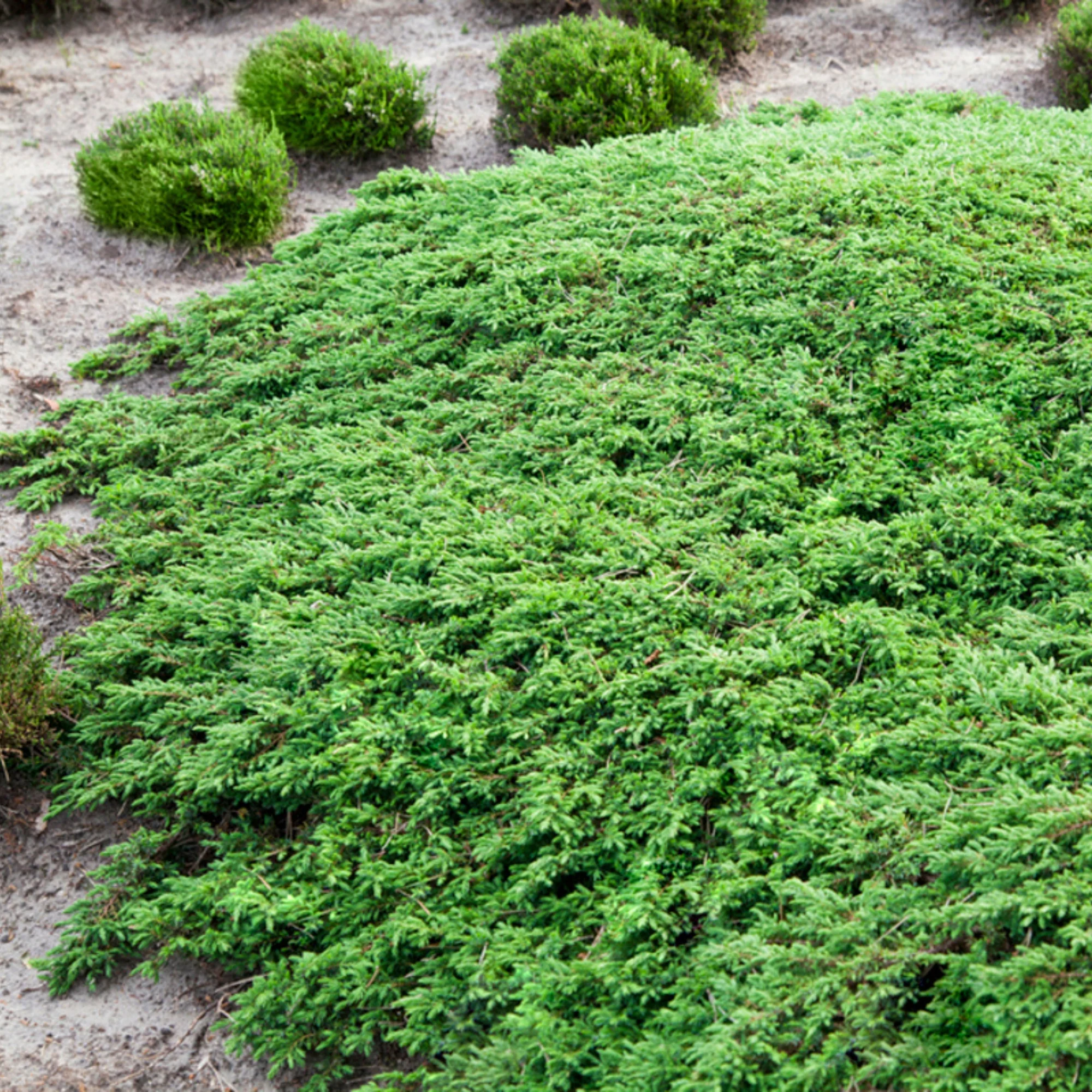 Kriechwacholder 'Green Carpet' - Image 3