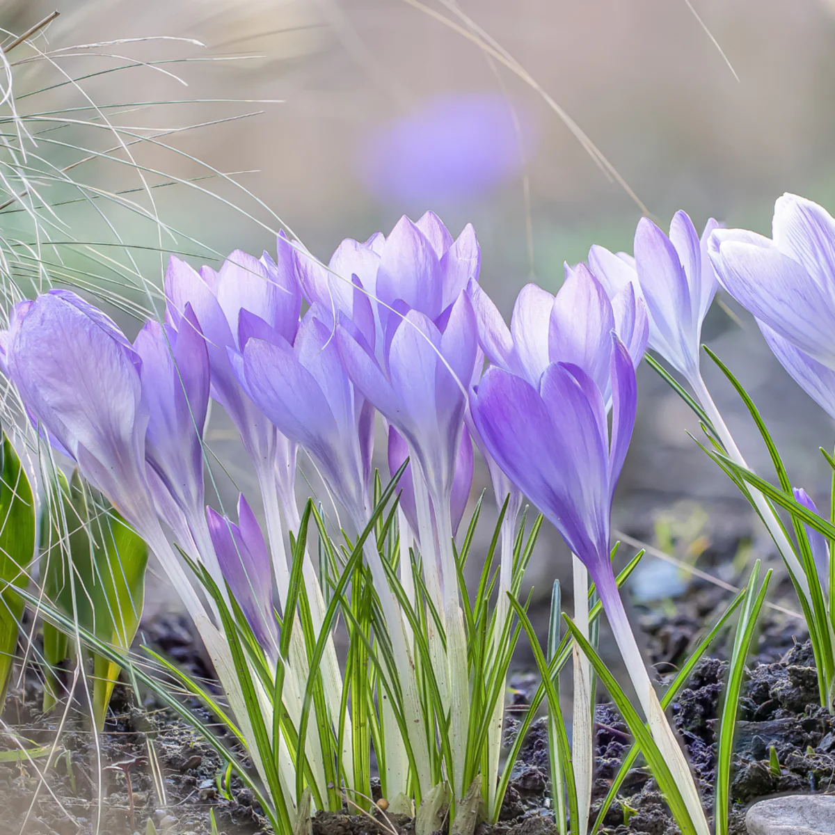 Frühlings-Krokus