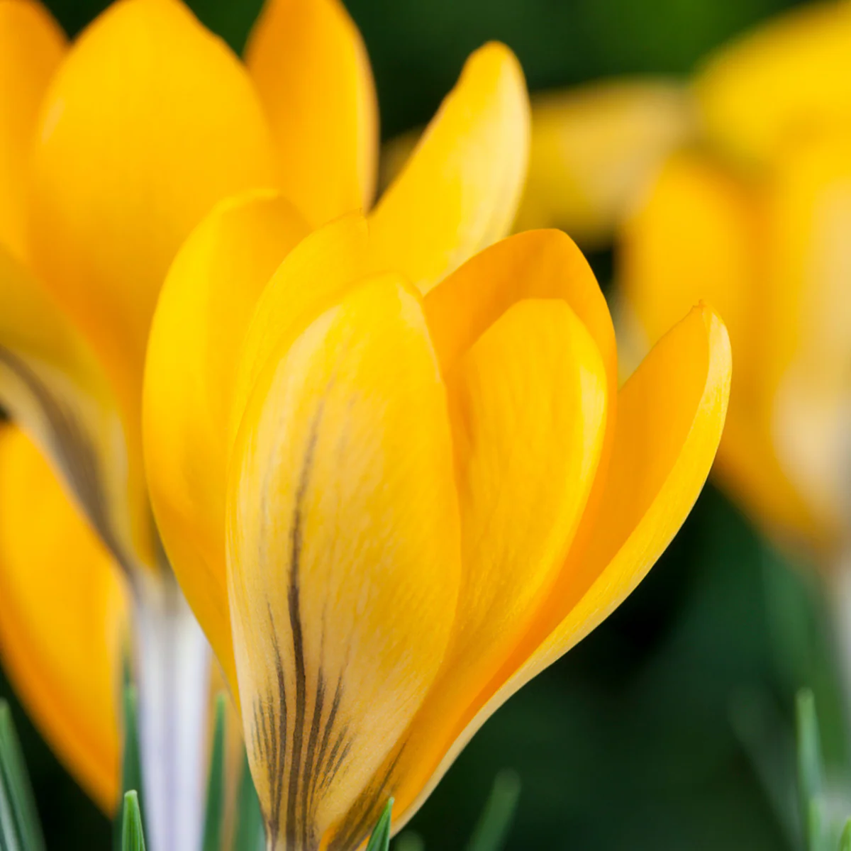 Frühlings-Krokus - Image 2