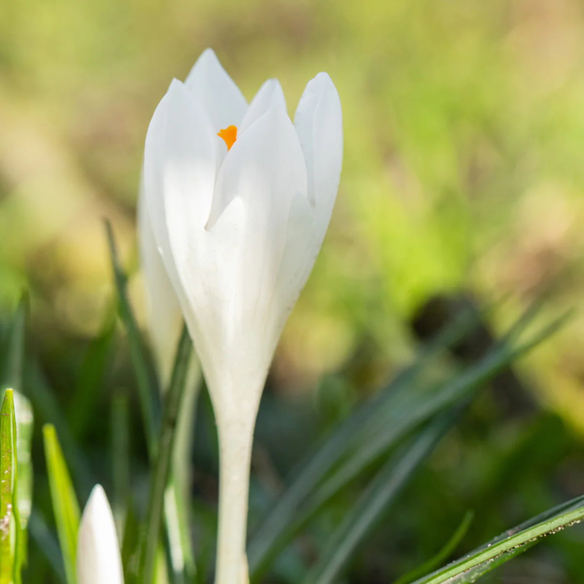Frühlings-Krokus - Image 3