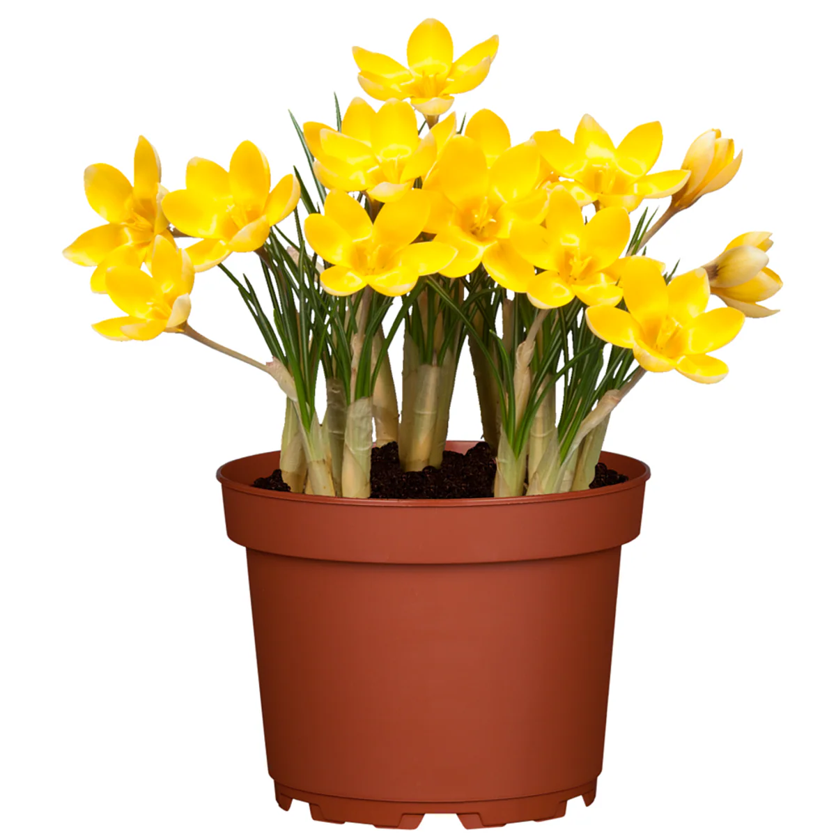 Frühlings-Krokus - Image 4
