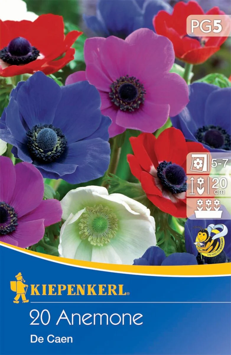 Kronen-Anemone 'De Caen', 20 Zwiebeln