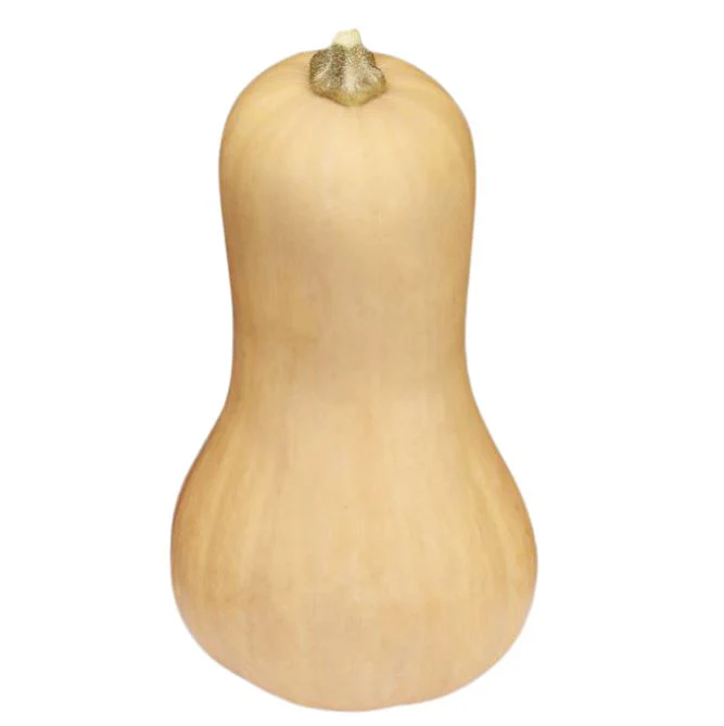 Kürbis 'Butternut' - Image 3