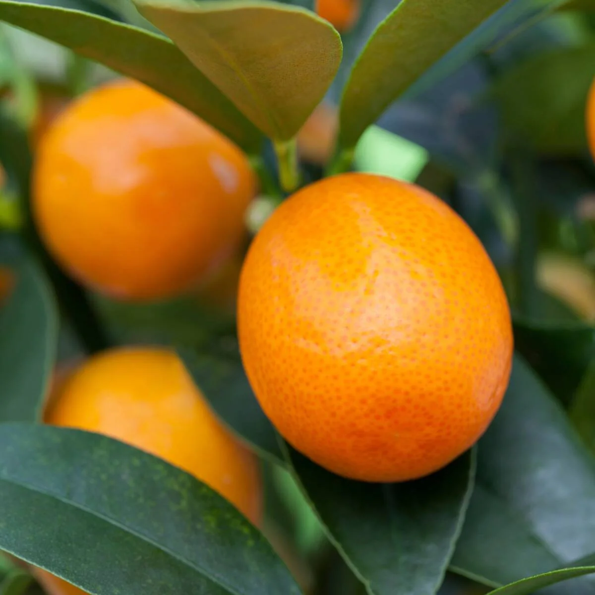Kumquat, Stamm - Image 2