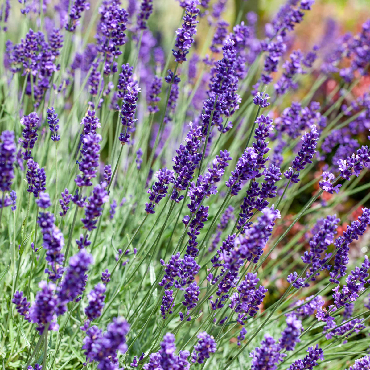 Lavendelgarten Blau & Weiß - Image 3