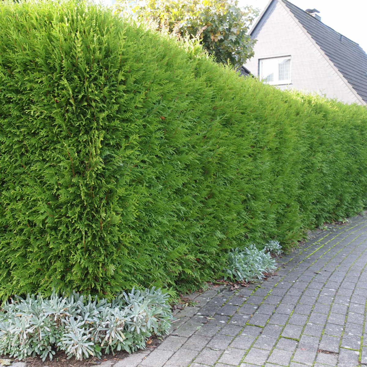 Lebensbaum 'Brabant' - Image 3