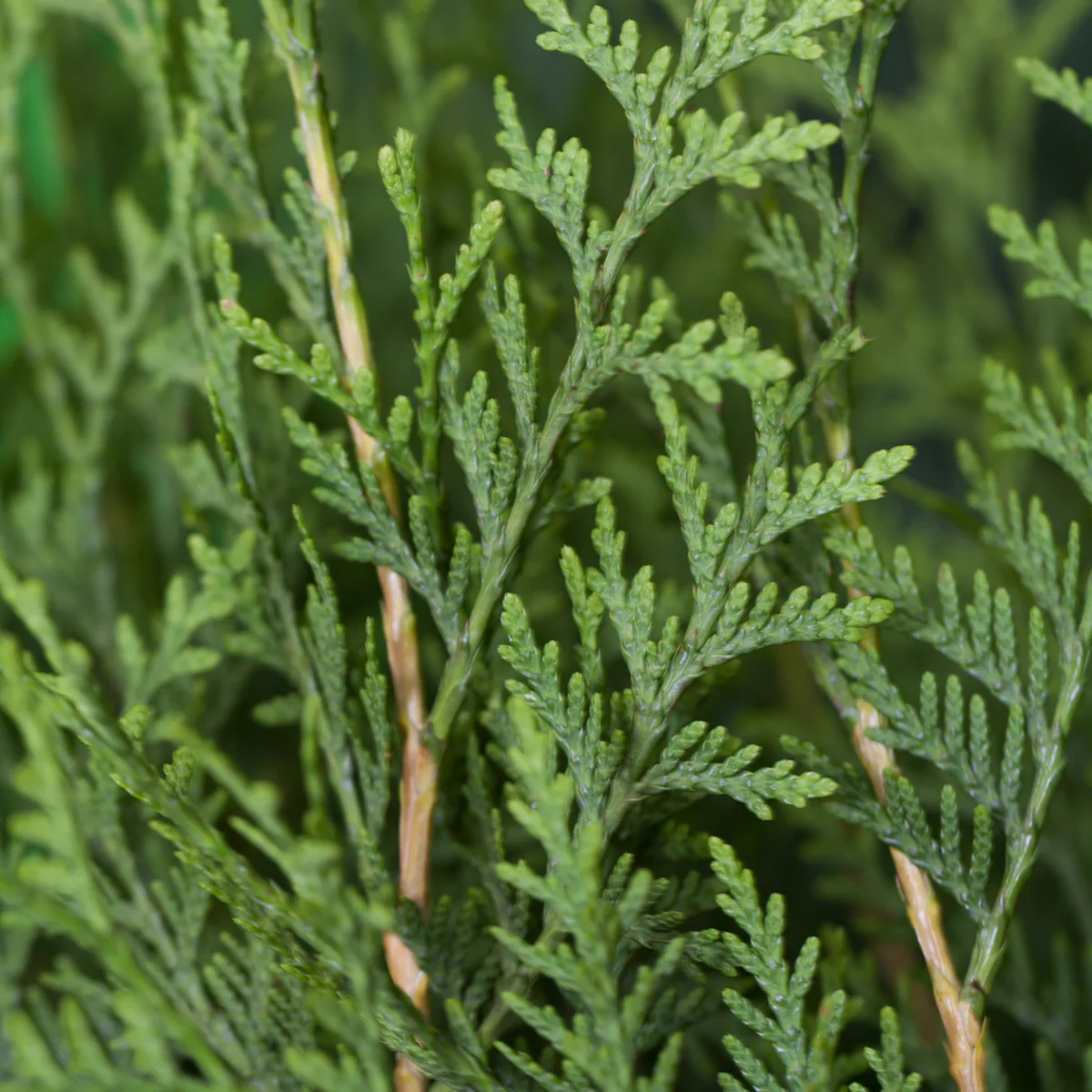 Lebensbaum-Hecke 'Brabant' - Image 3