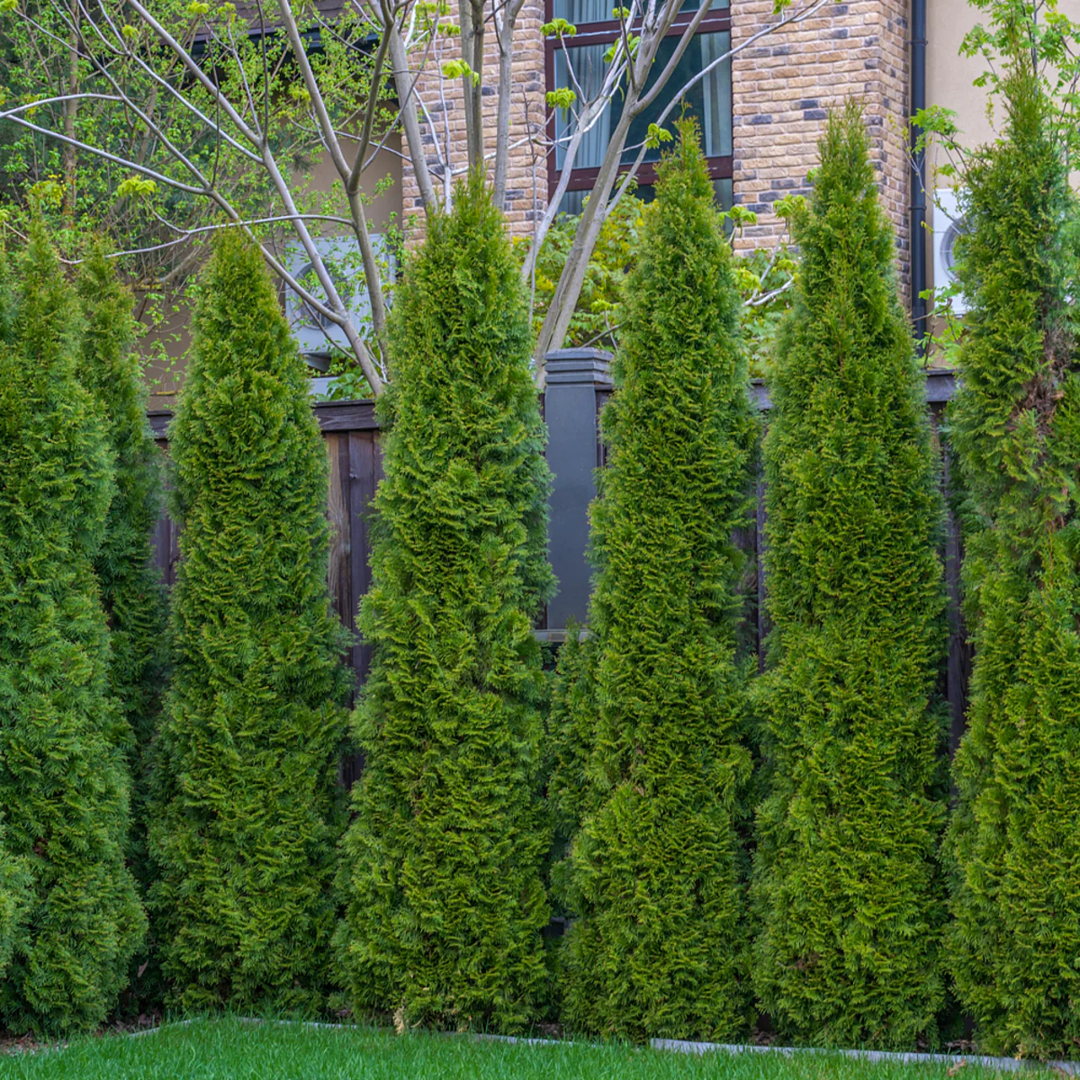 Lebensbaum-Hecke 'Smaragd' - Image 4