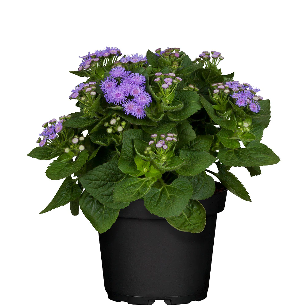 Leberblume - Image 2