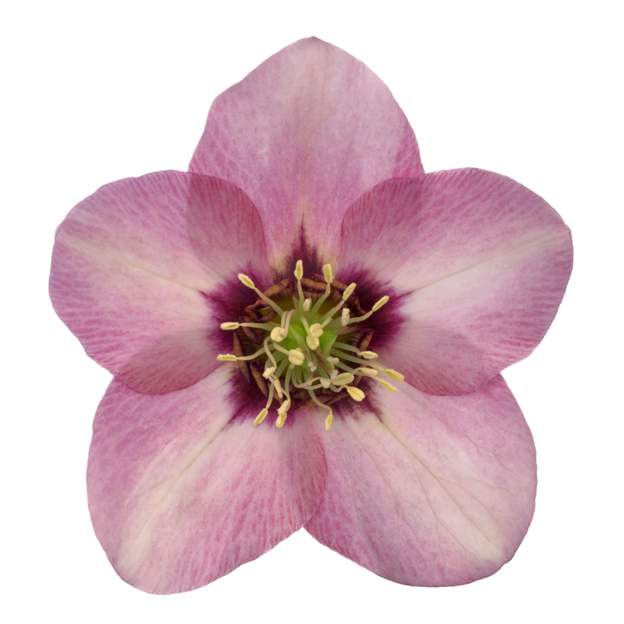 Lenzrose 'Ashwood Peach Cocktail' - Image 3