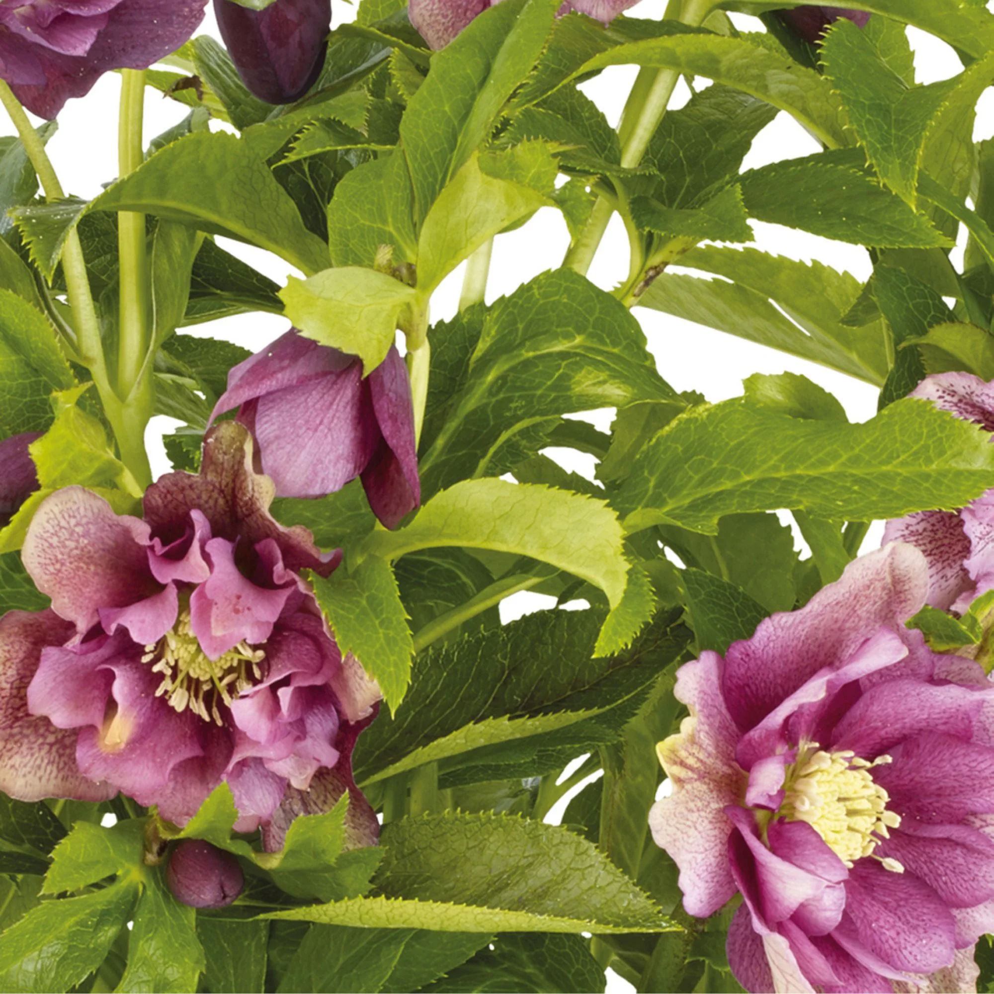 Lenzrose 'Double Ellen® Red' - Image 2