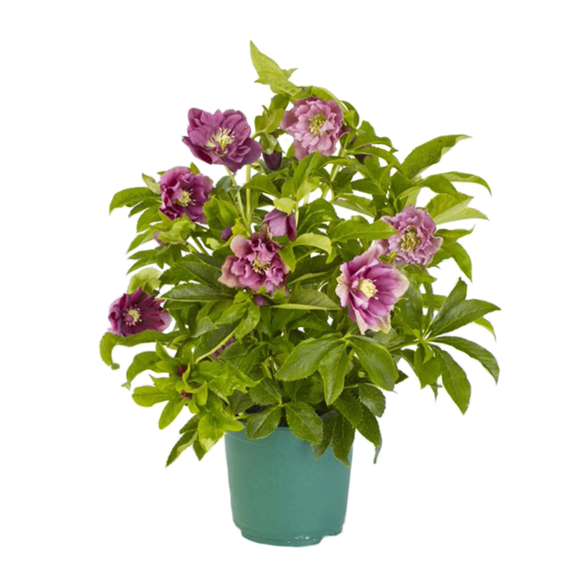 Lenzrose 'Double Ellen® Red' - Image 3