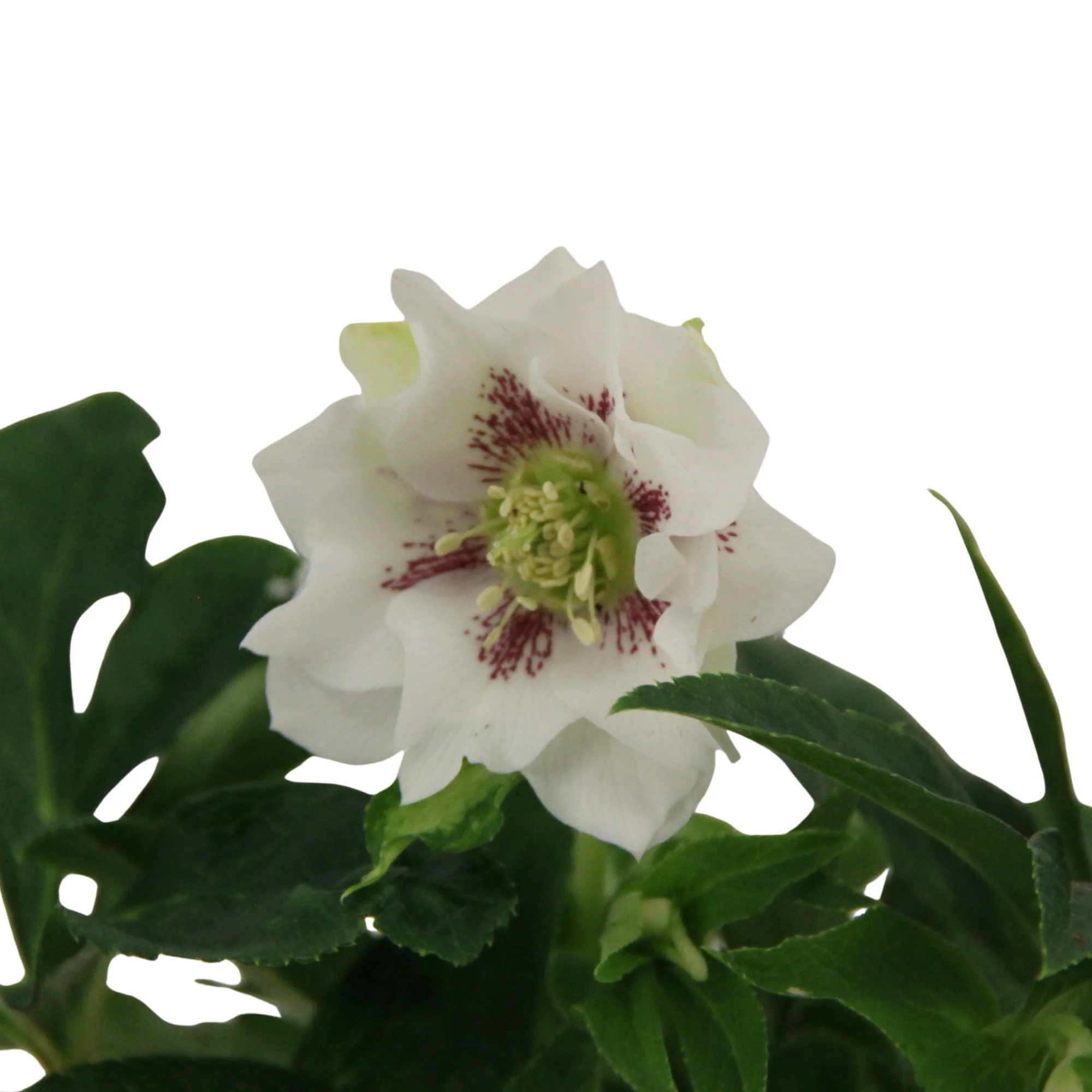 Lenzrose 'Pretty Ellen'