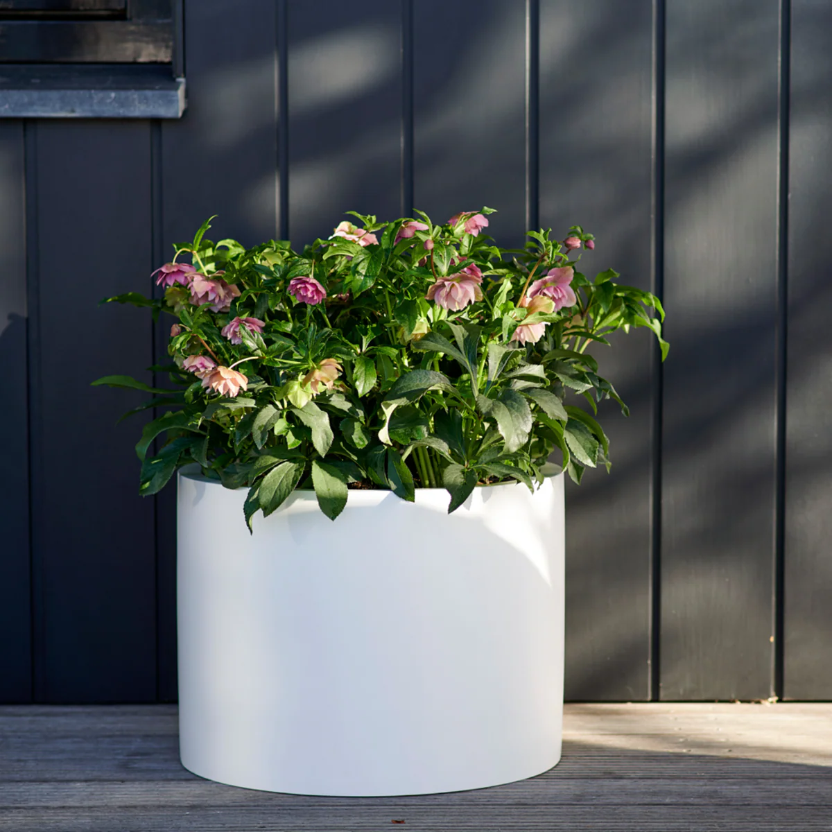 Lenzrose 'Vera®' - Image 3