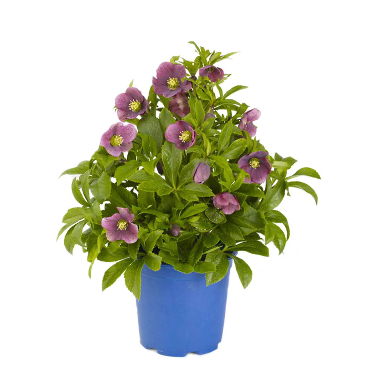 Lenzrose 'Victoria' - Image 2