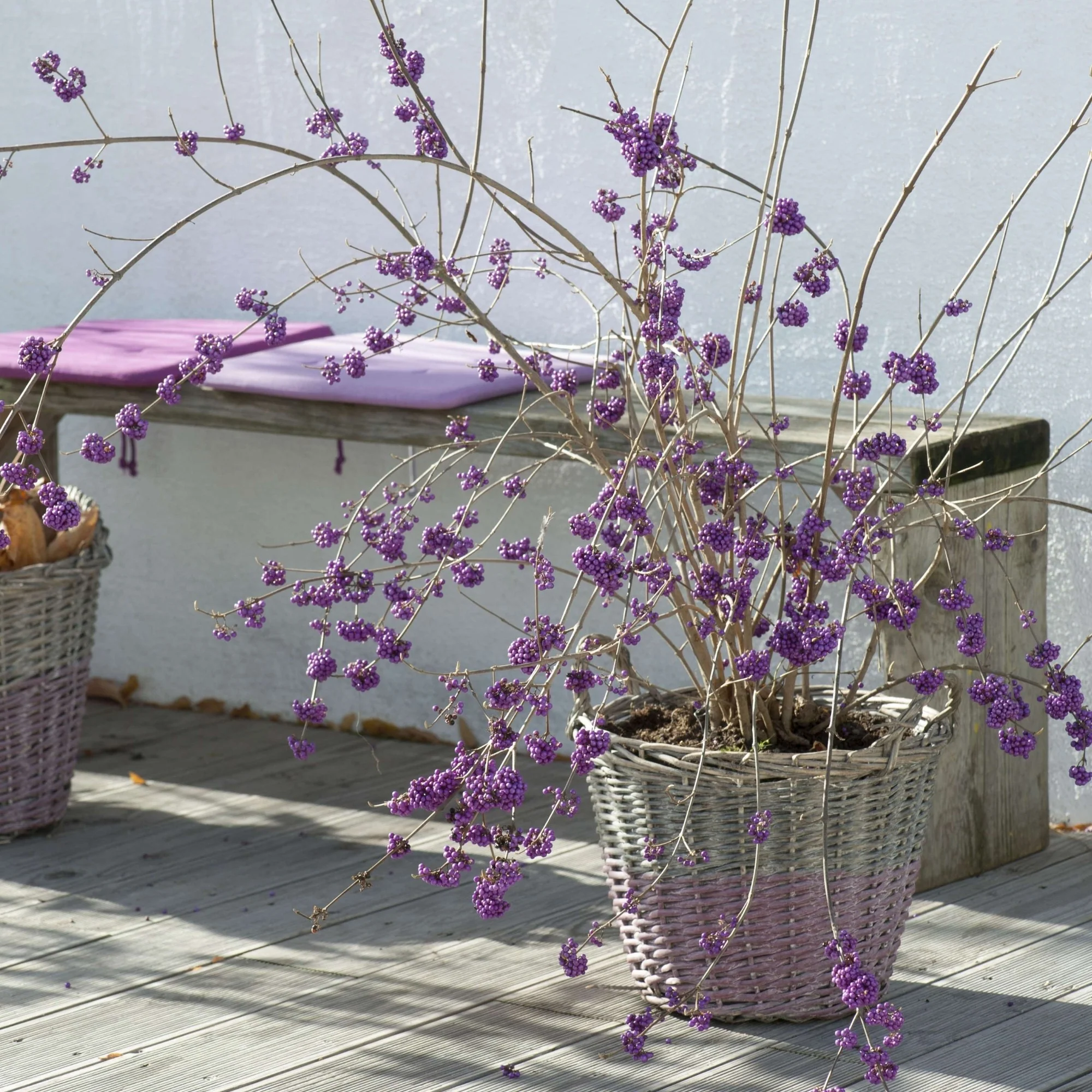 Liebesperlenstrauch 'Profusion' - Image 3