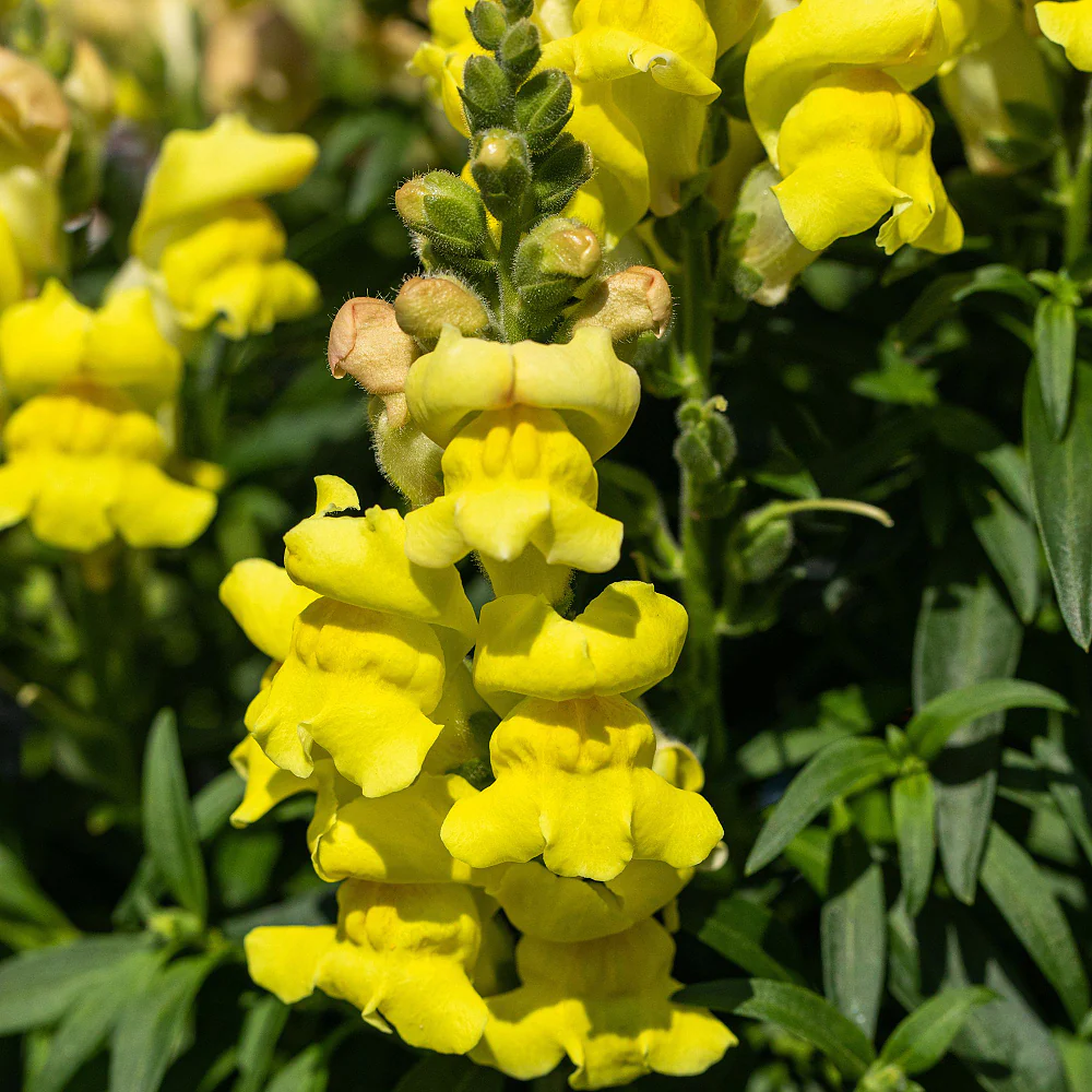 Löwenmäulchen - Image 3