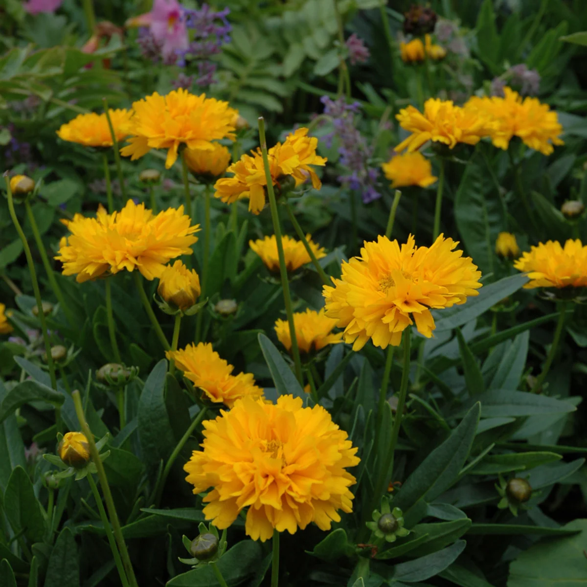 Mädchenauge 'Early Sunrise'