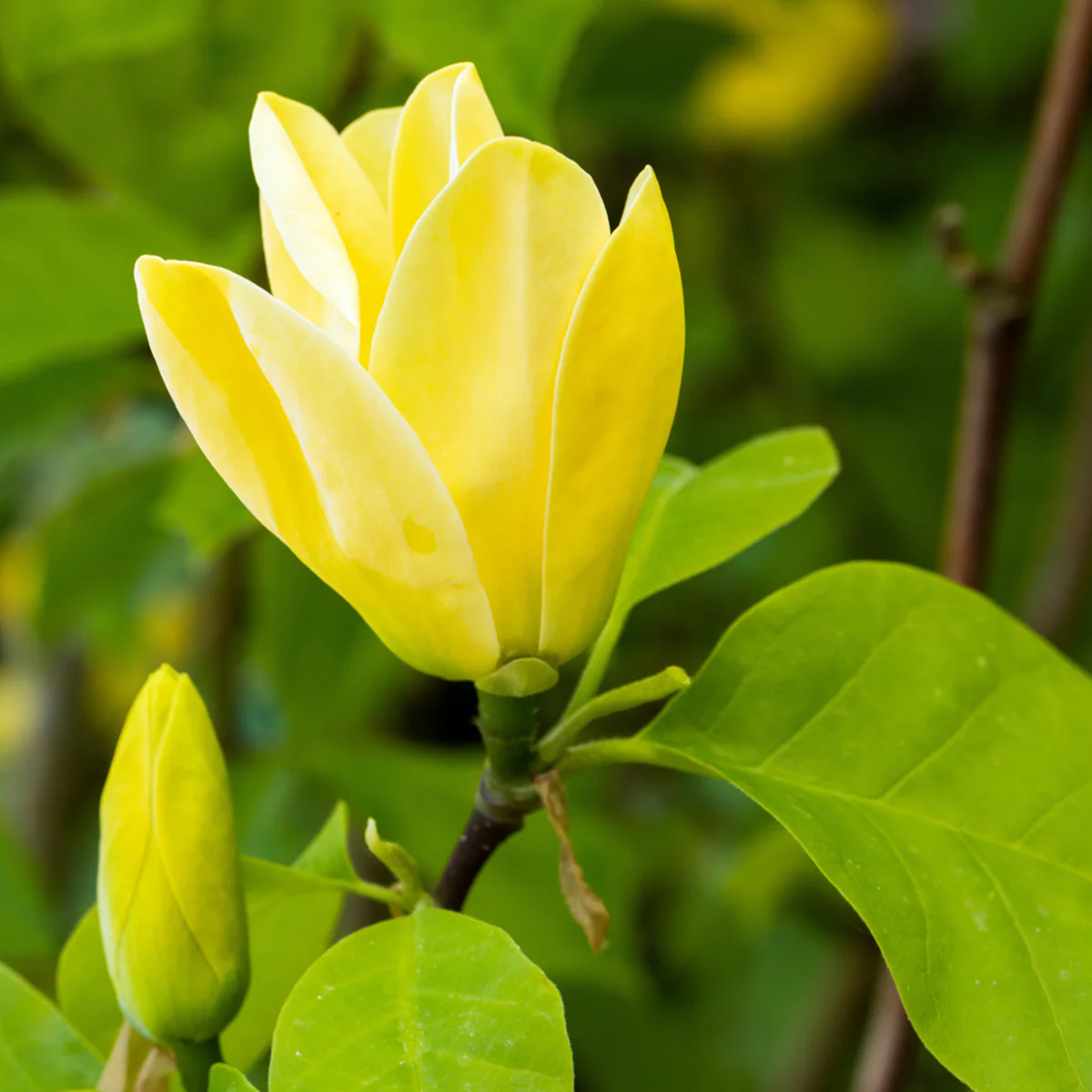Magnolie 'Yellow Bird'