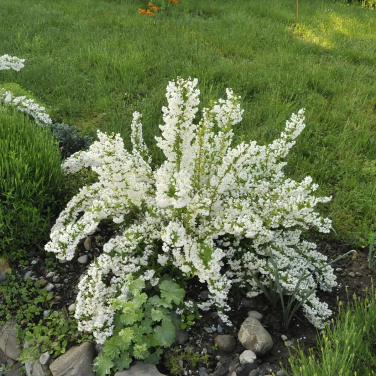 Maiblumenstrauch - Image 3