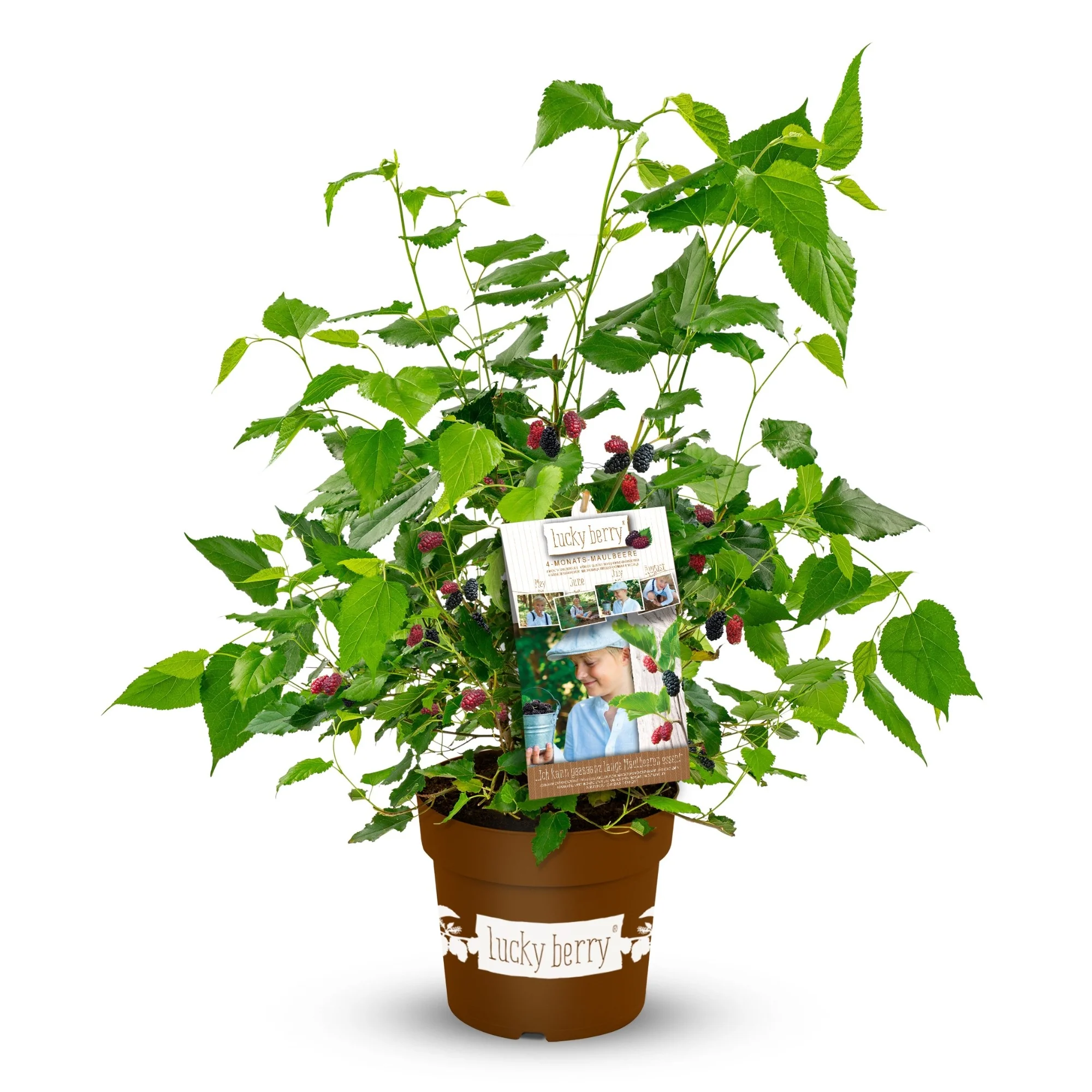Maulbeere 'Lucky Berry®'