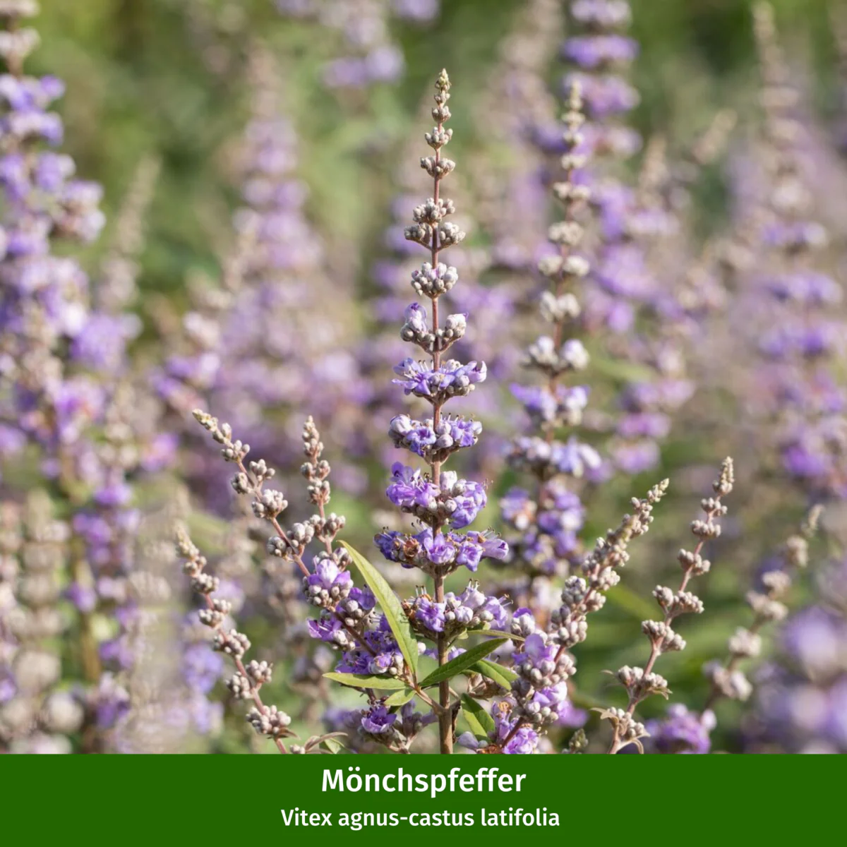 Mediterrane Duft-Frucht- & Blühpflanzen, 5 Pflanzen - Image 4