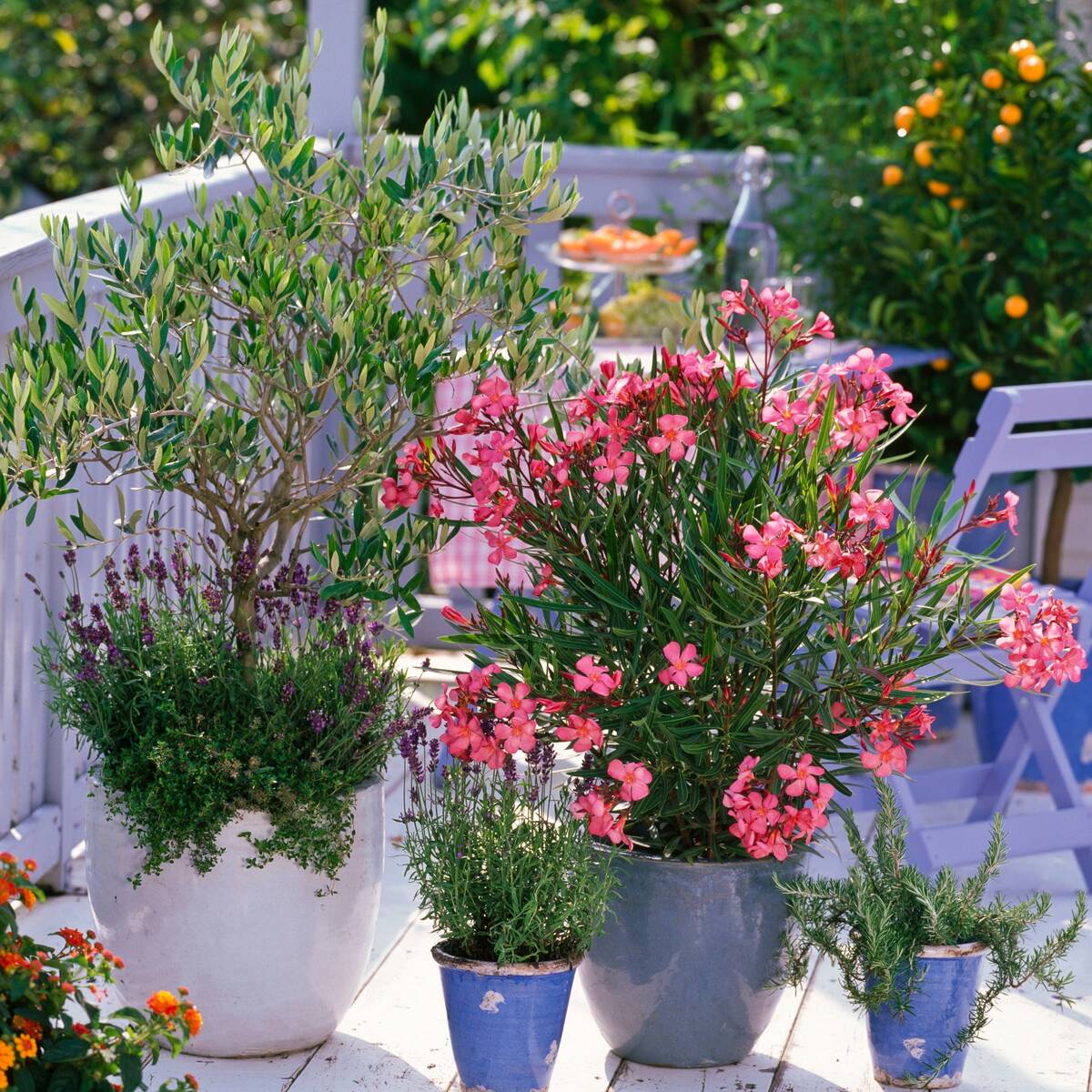 Mediterraner Balkon, 8 Pflanzen