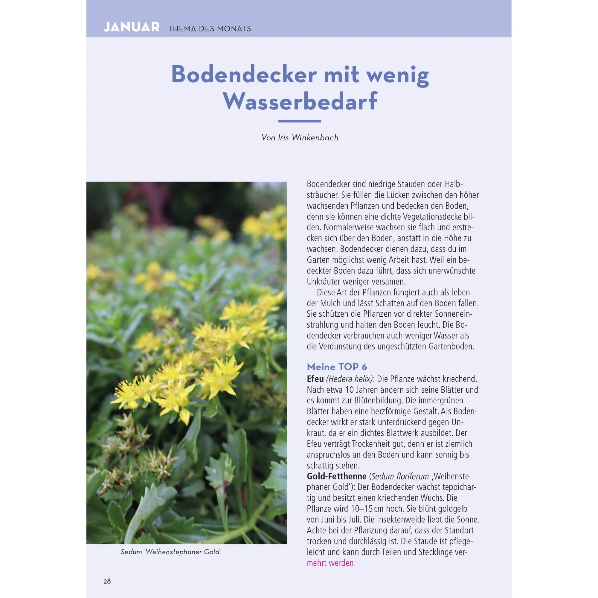 Mein schöner Garten Praxis-Kalender 2026 - Image 12