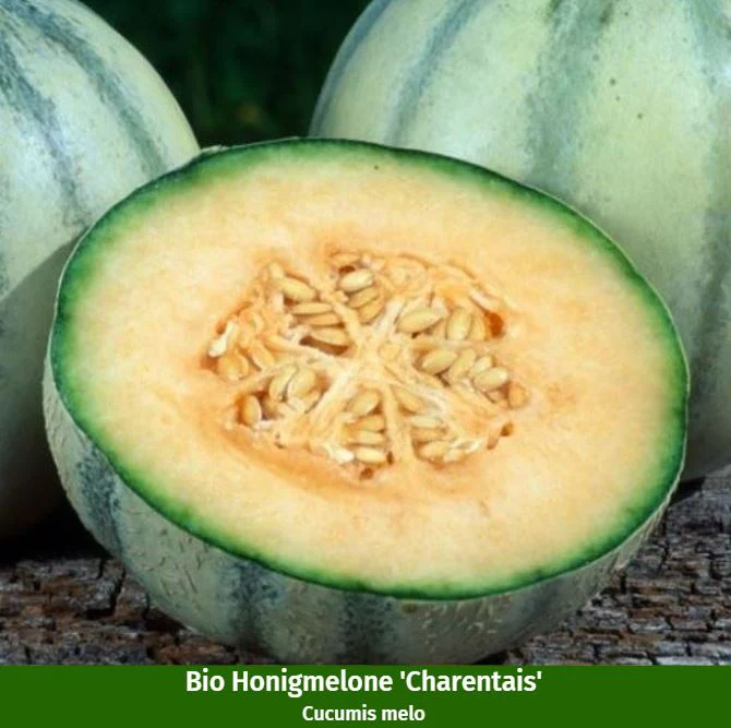 Melonen Variation - Image 3