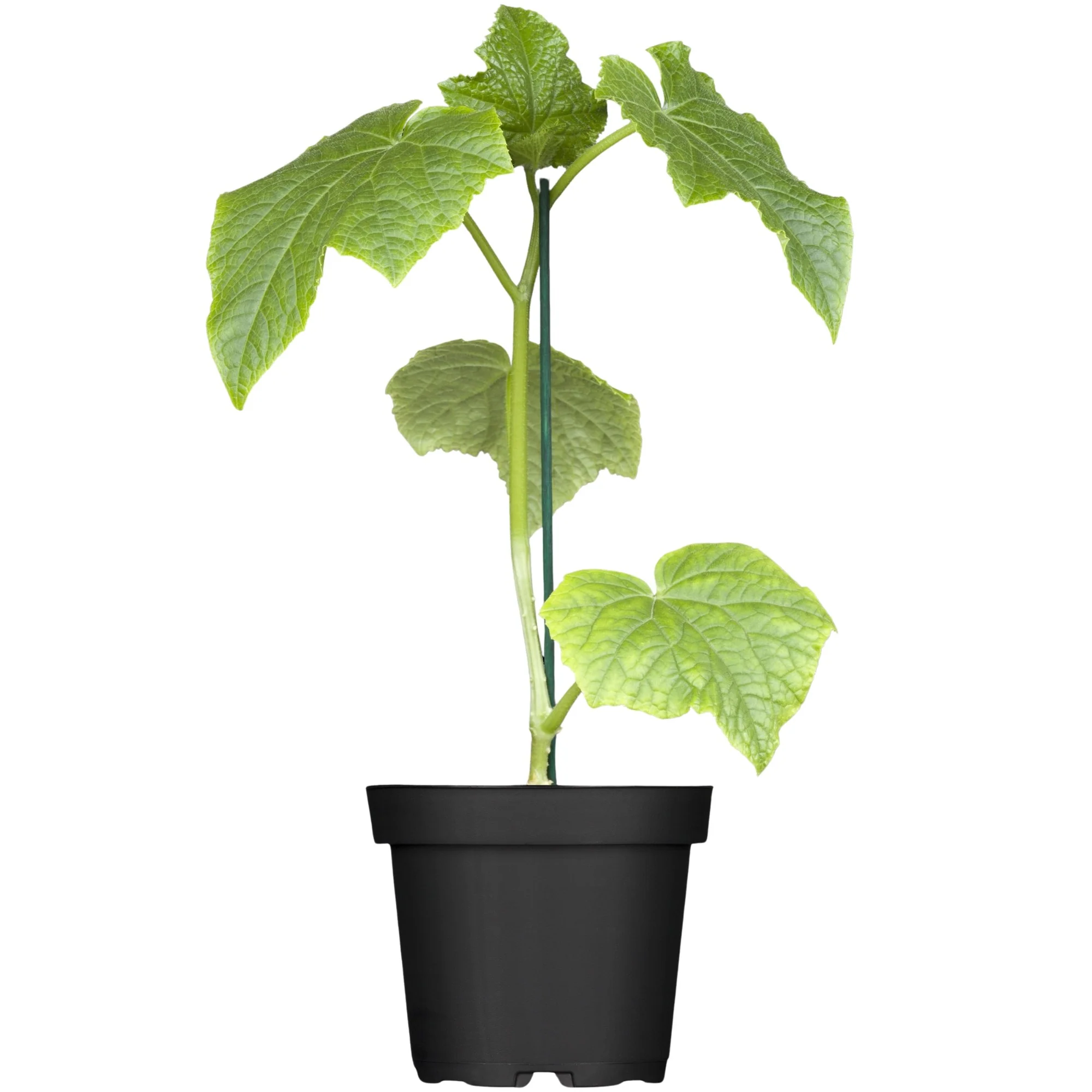 Midi-Schlangengurke 'Melva®' - Image 2