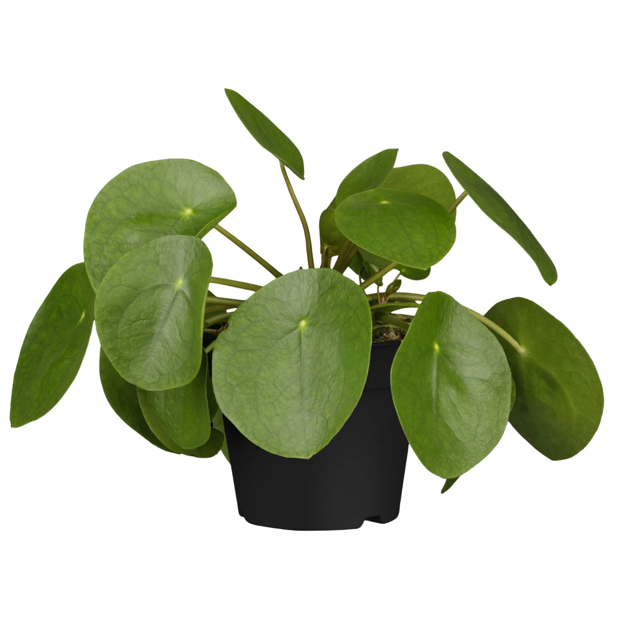 Mini-Glückstaler - Image 3