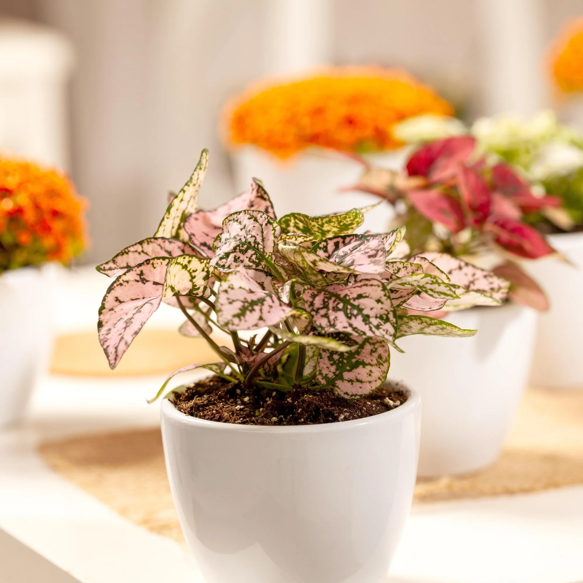 Mini-Punktblume - Image 9