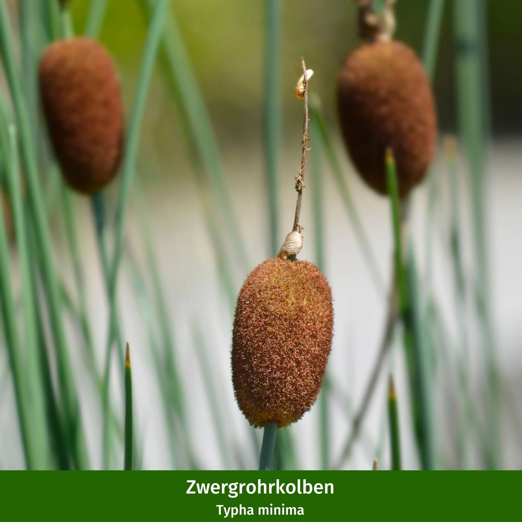 Miniteich mit Zinkwanne - Image 5