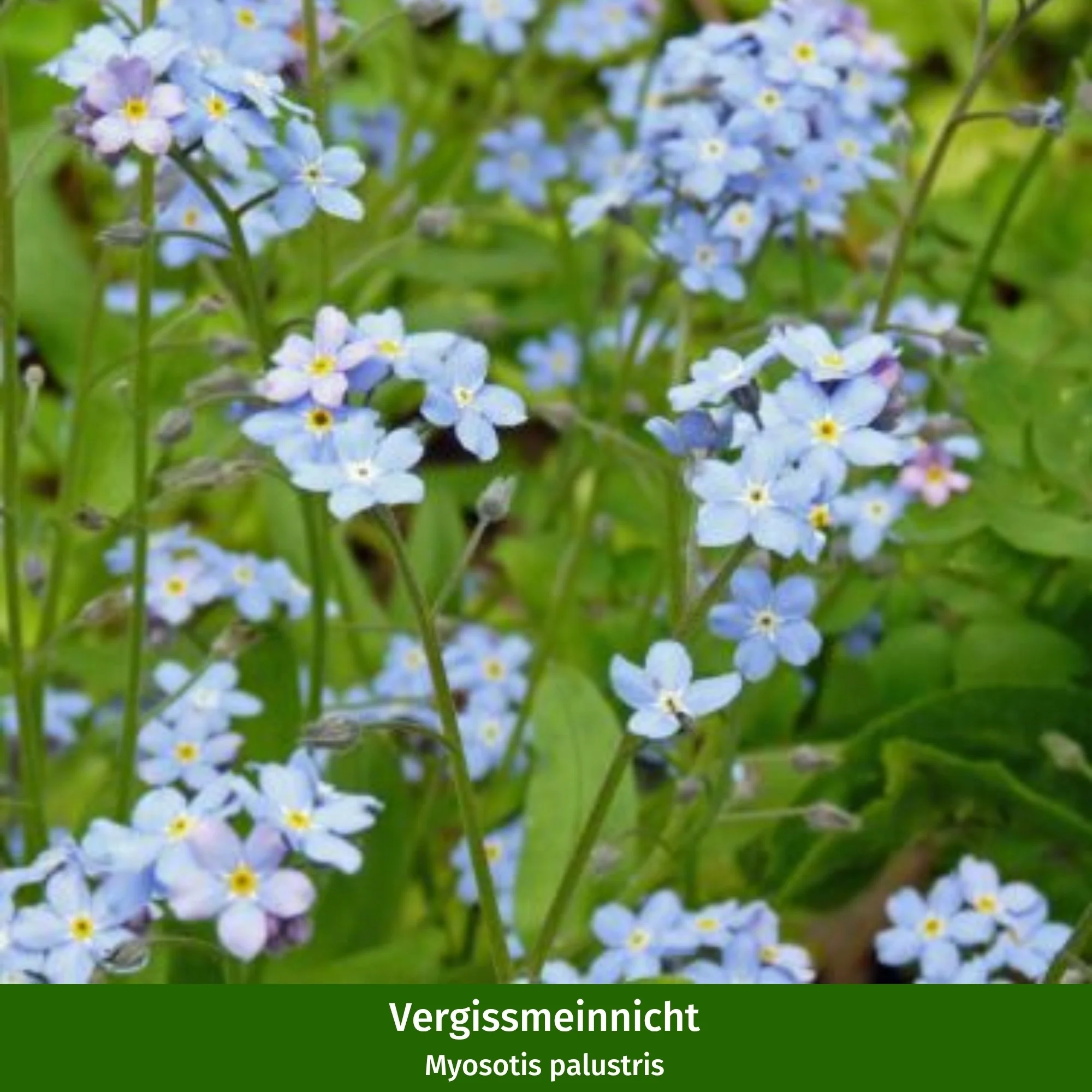 Miniteich mit Zinkwanne - Image 6