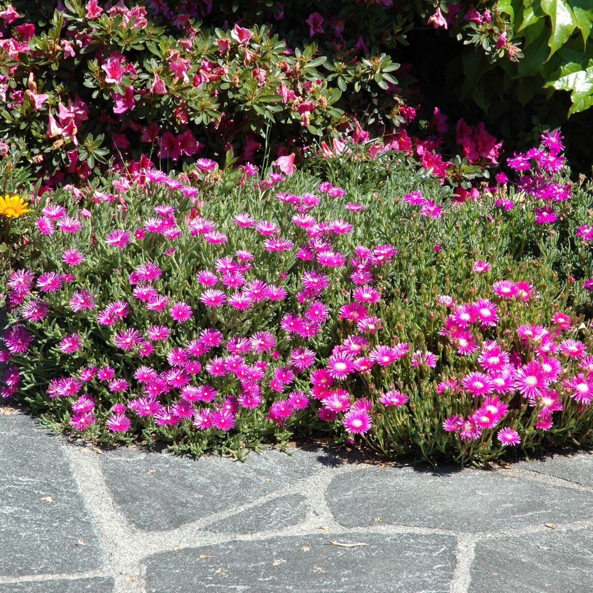 Mittagsblume - Image 3