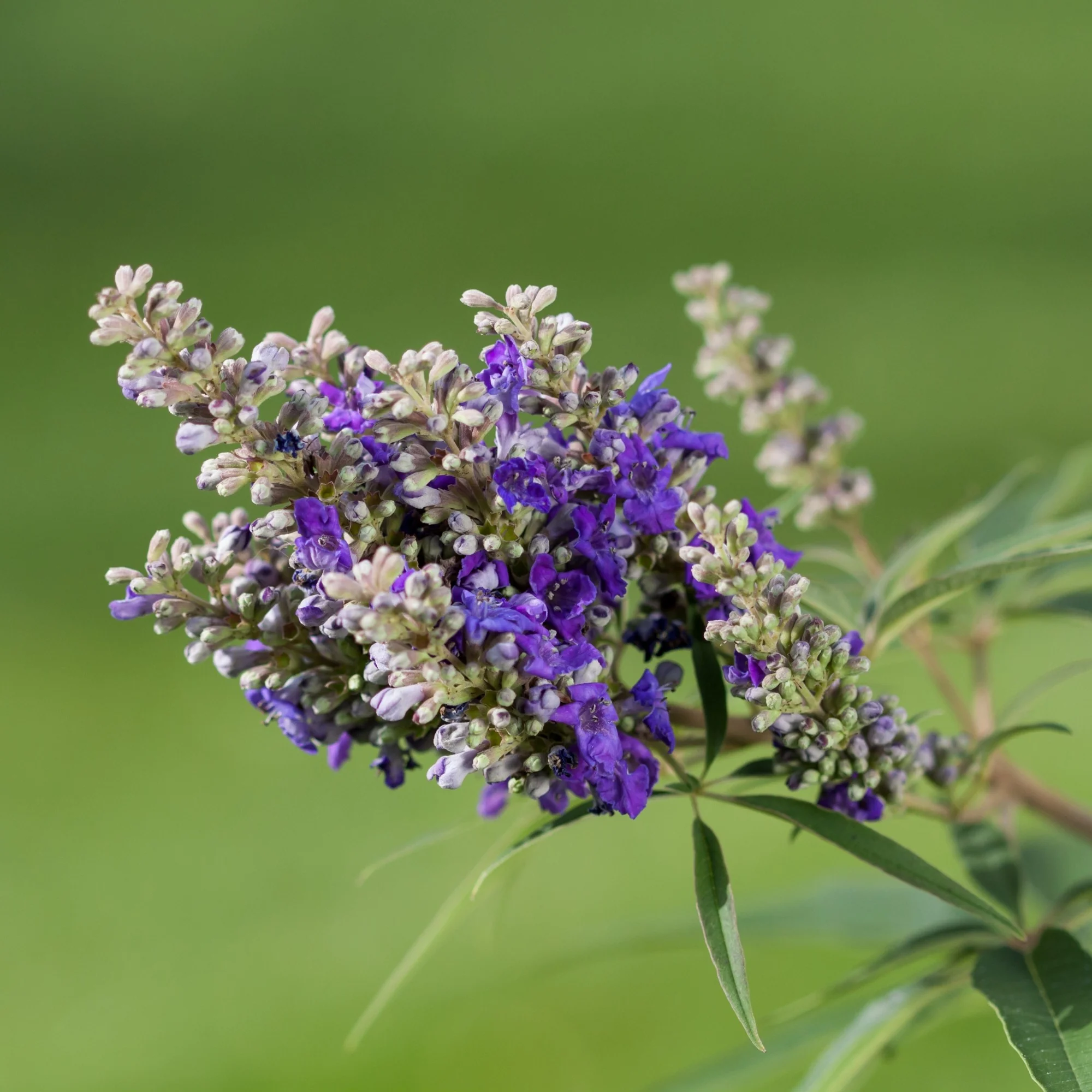 Mönchspfeffer 'Blue Puffball®' - Image 3