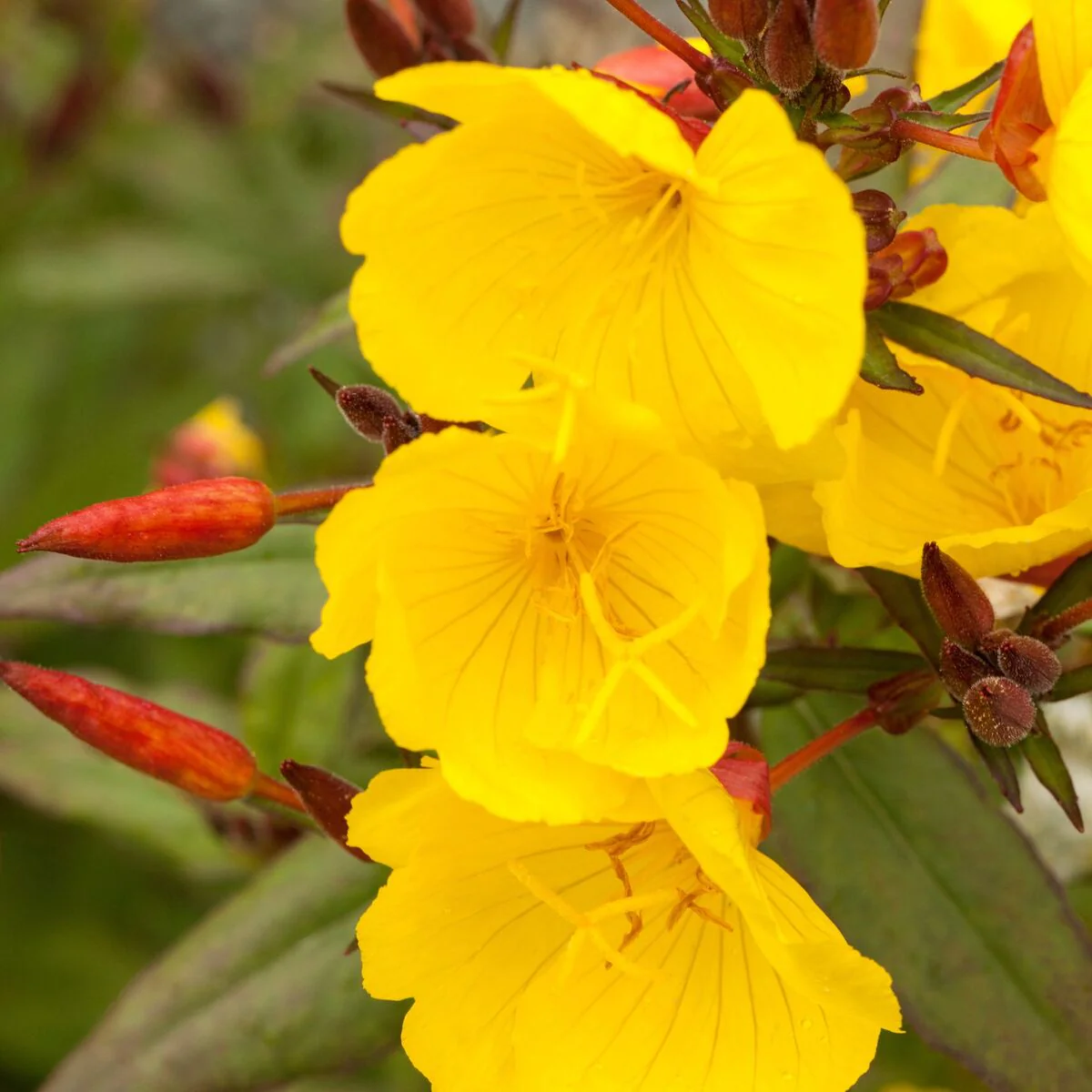 Nachtkerze 'African Sun'
