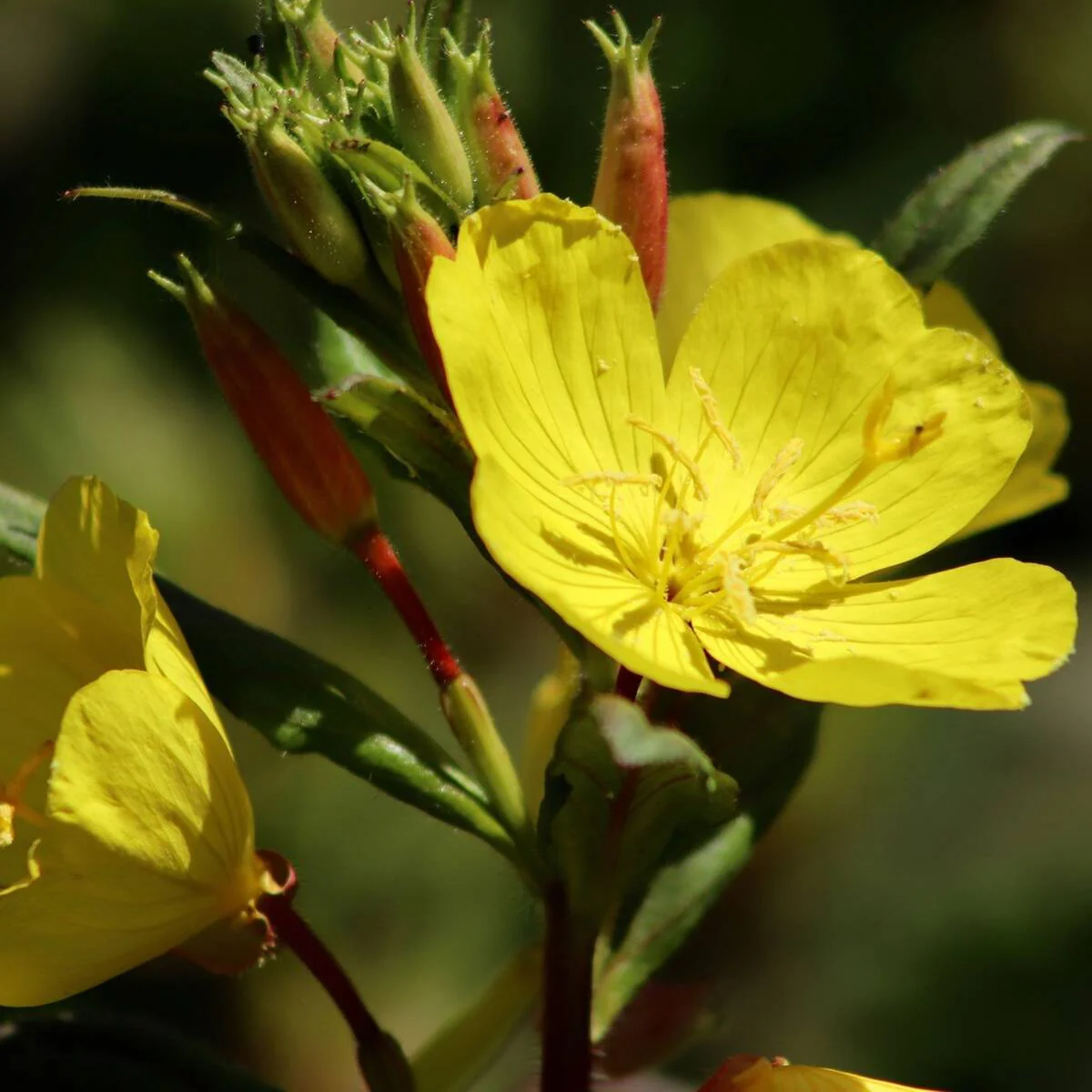 Nachtkerze 'Lemon Drop'